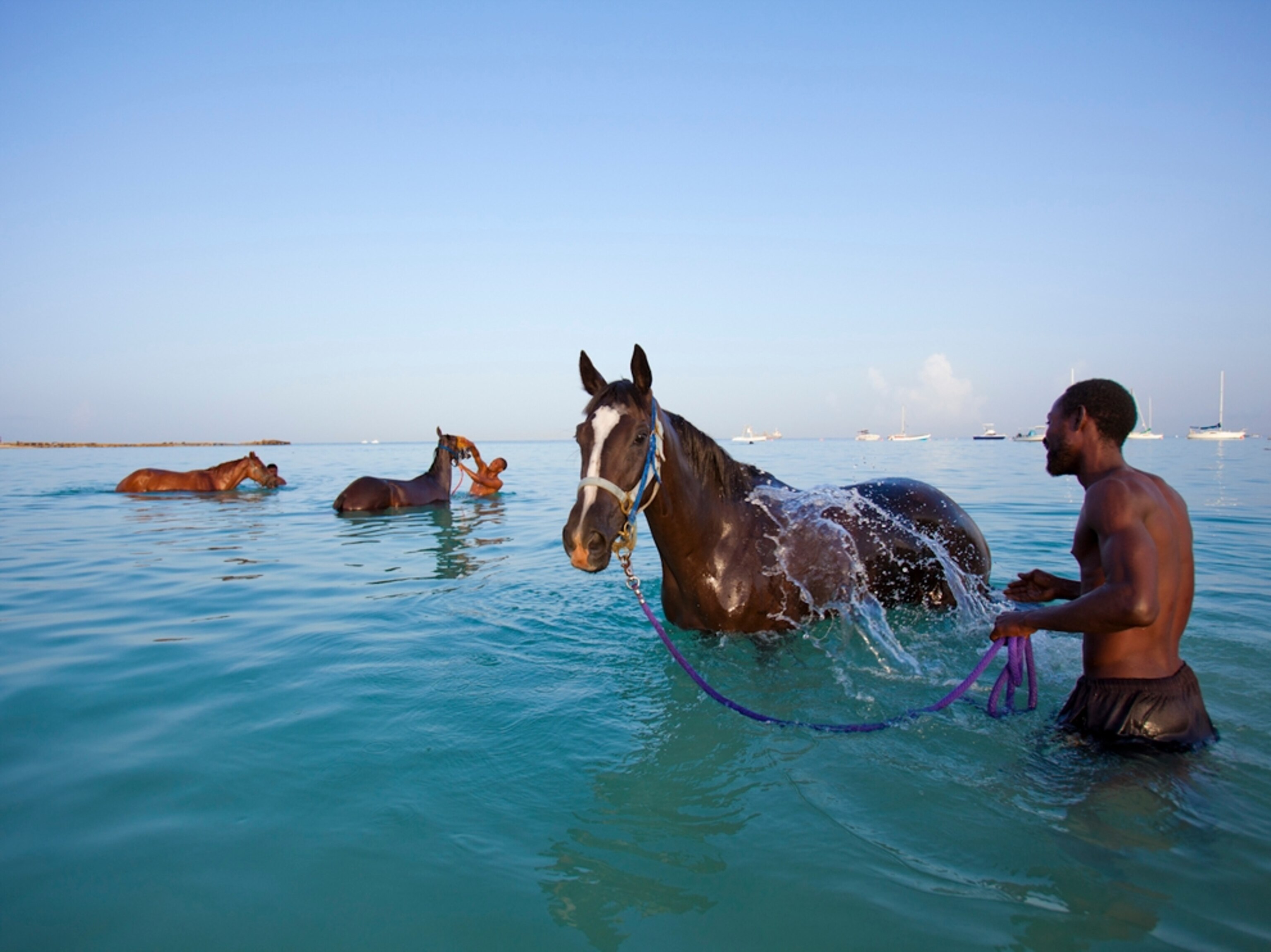 horse cleaning ocean Barbados