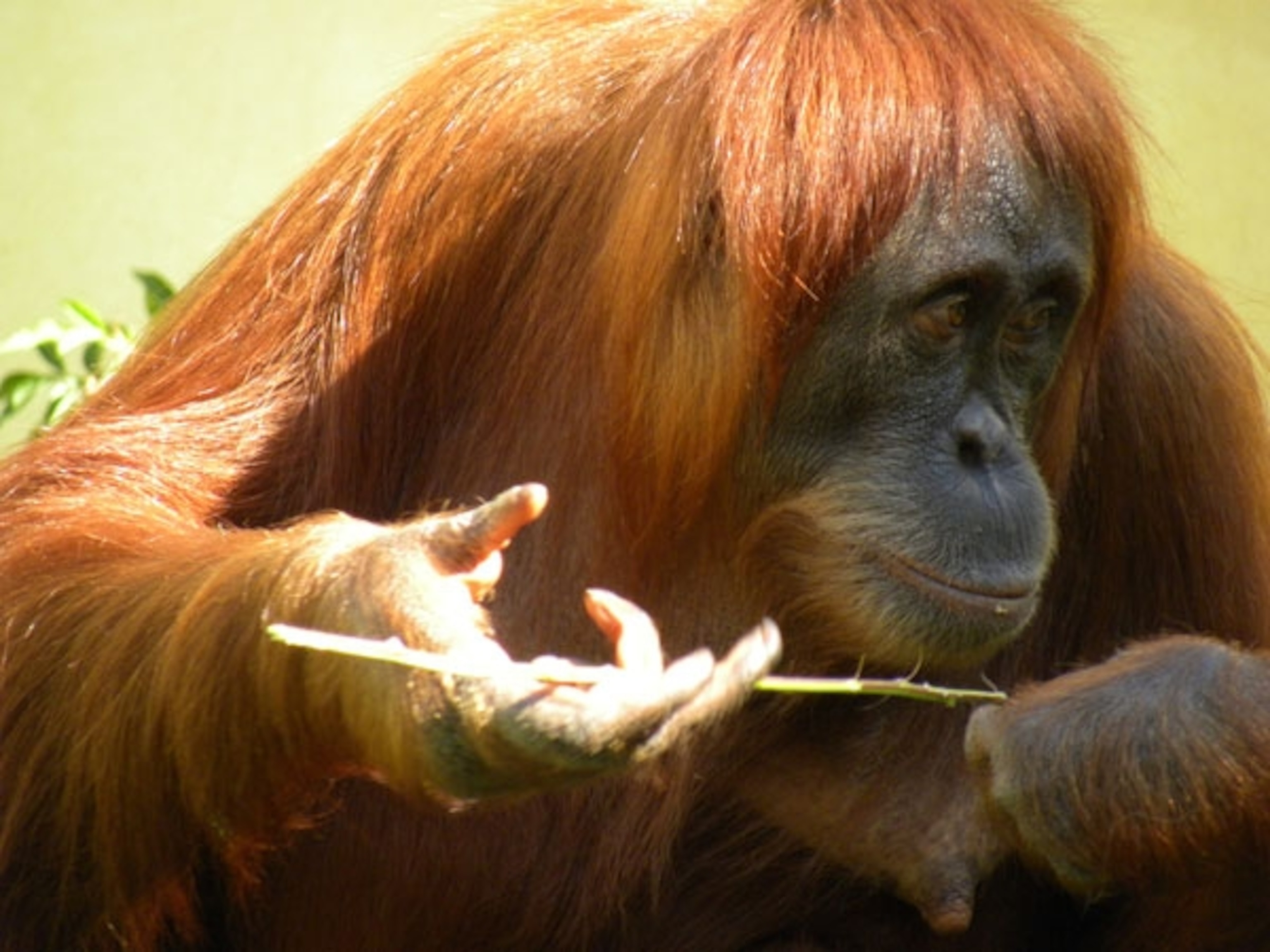 Orangutan_tool