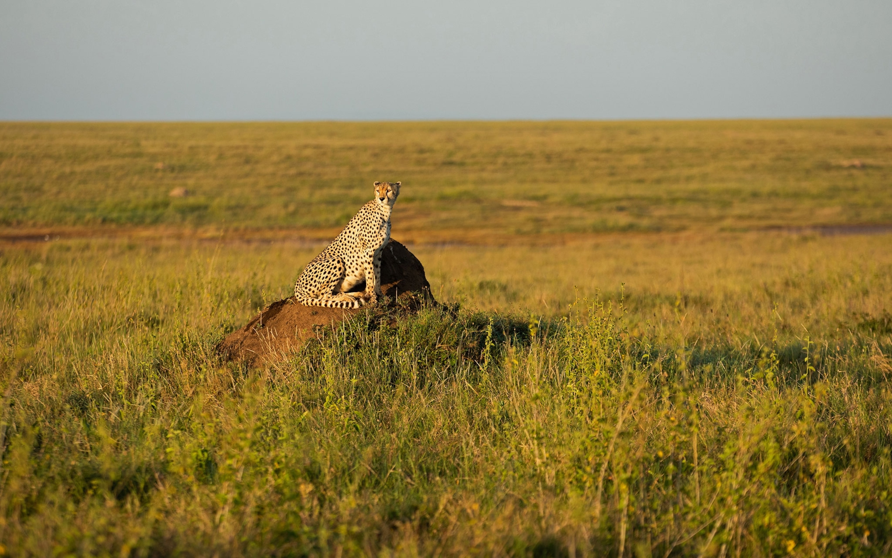 A cheetah on a rock in the plains
