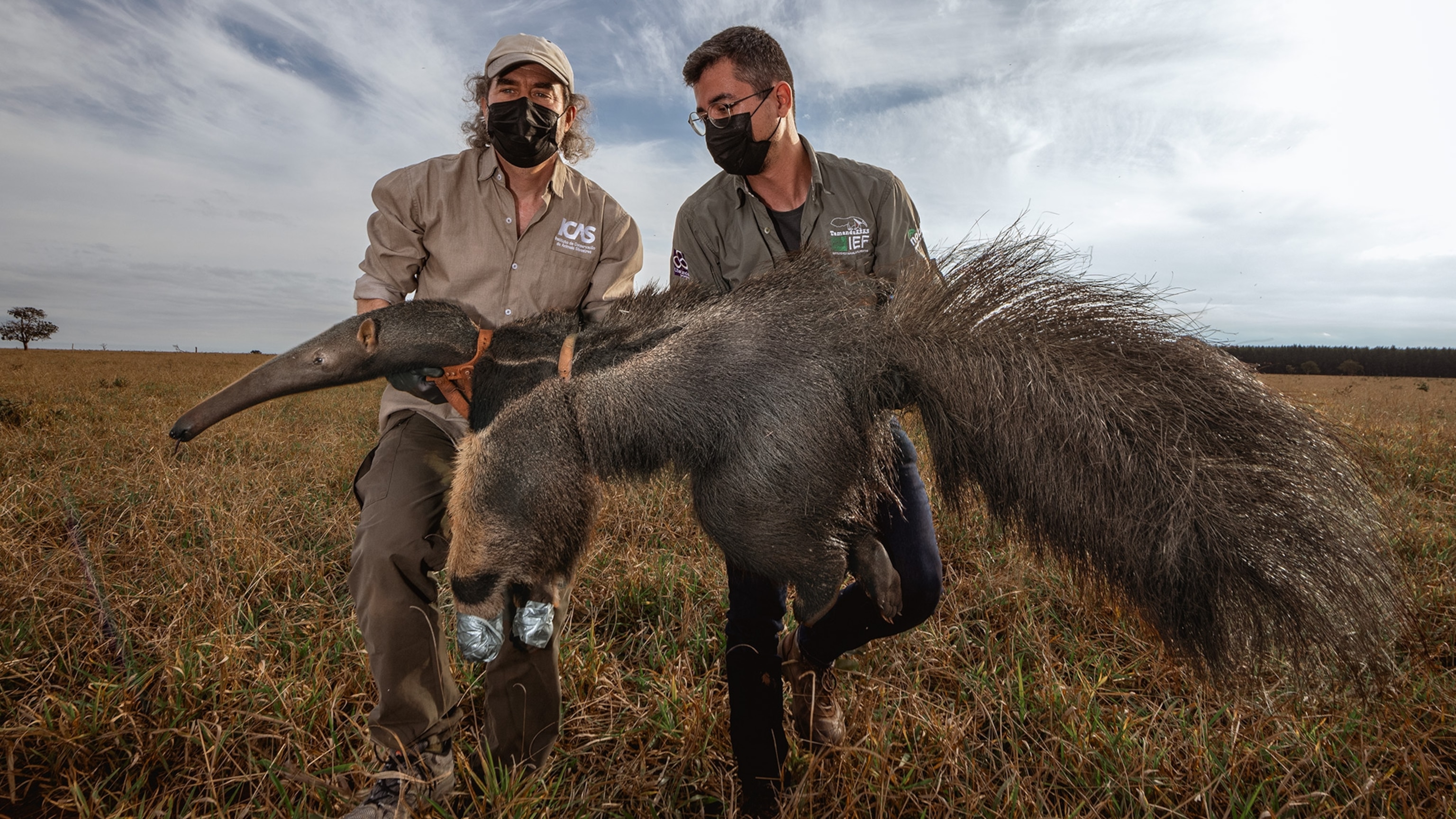 Making Way for the Giant Anteaters of Brazil