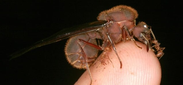 Sperm War The Sperm Of Ants And Bees Do Battle Inside The Queens