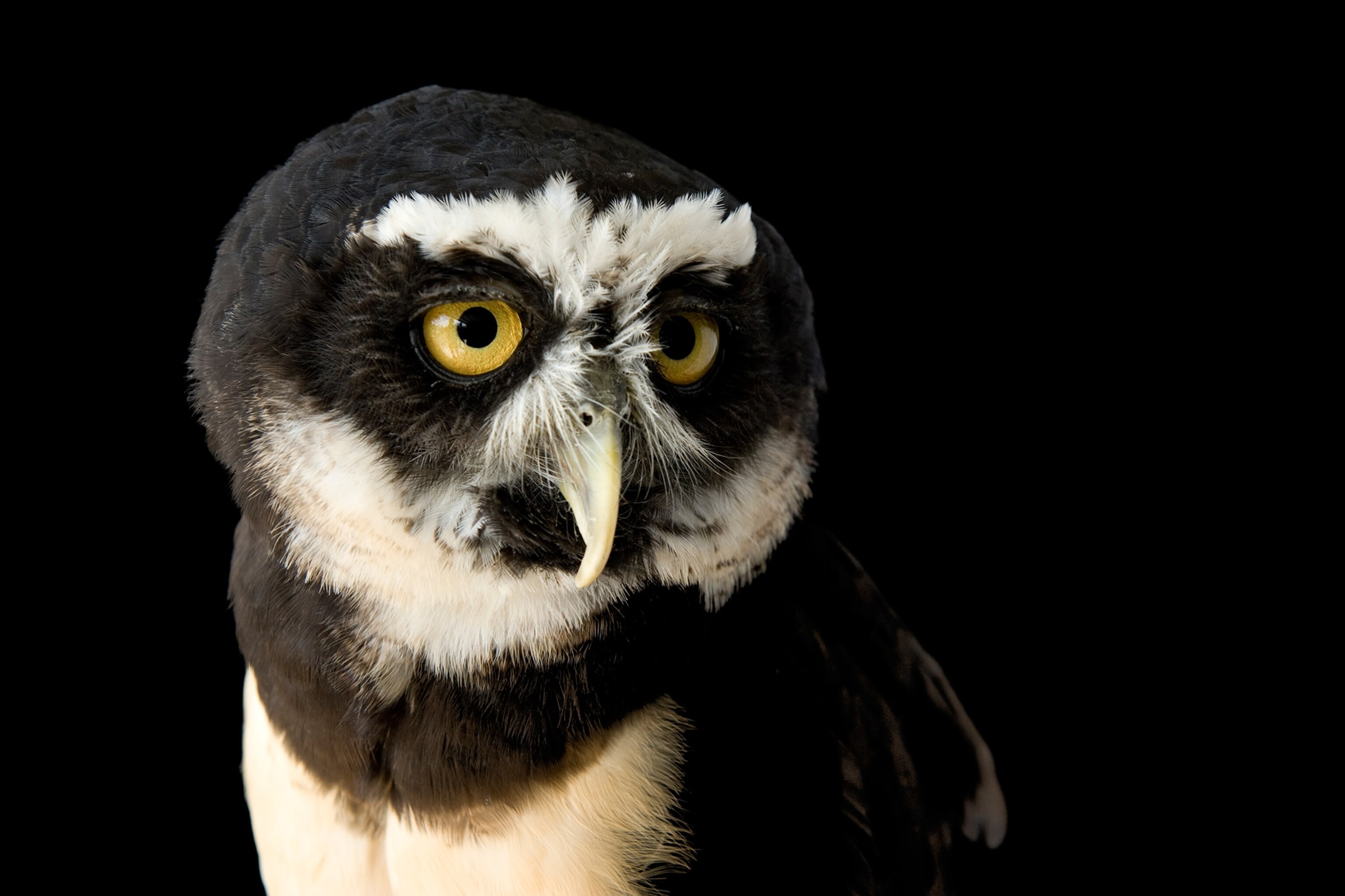 Ten Pictures of Superb Owls for the Super Bowl