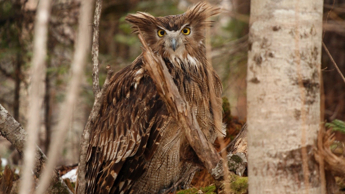 The world’s biggest owl is endangered—but it’s not too late to save it