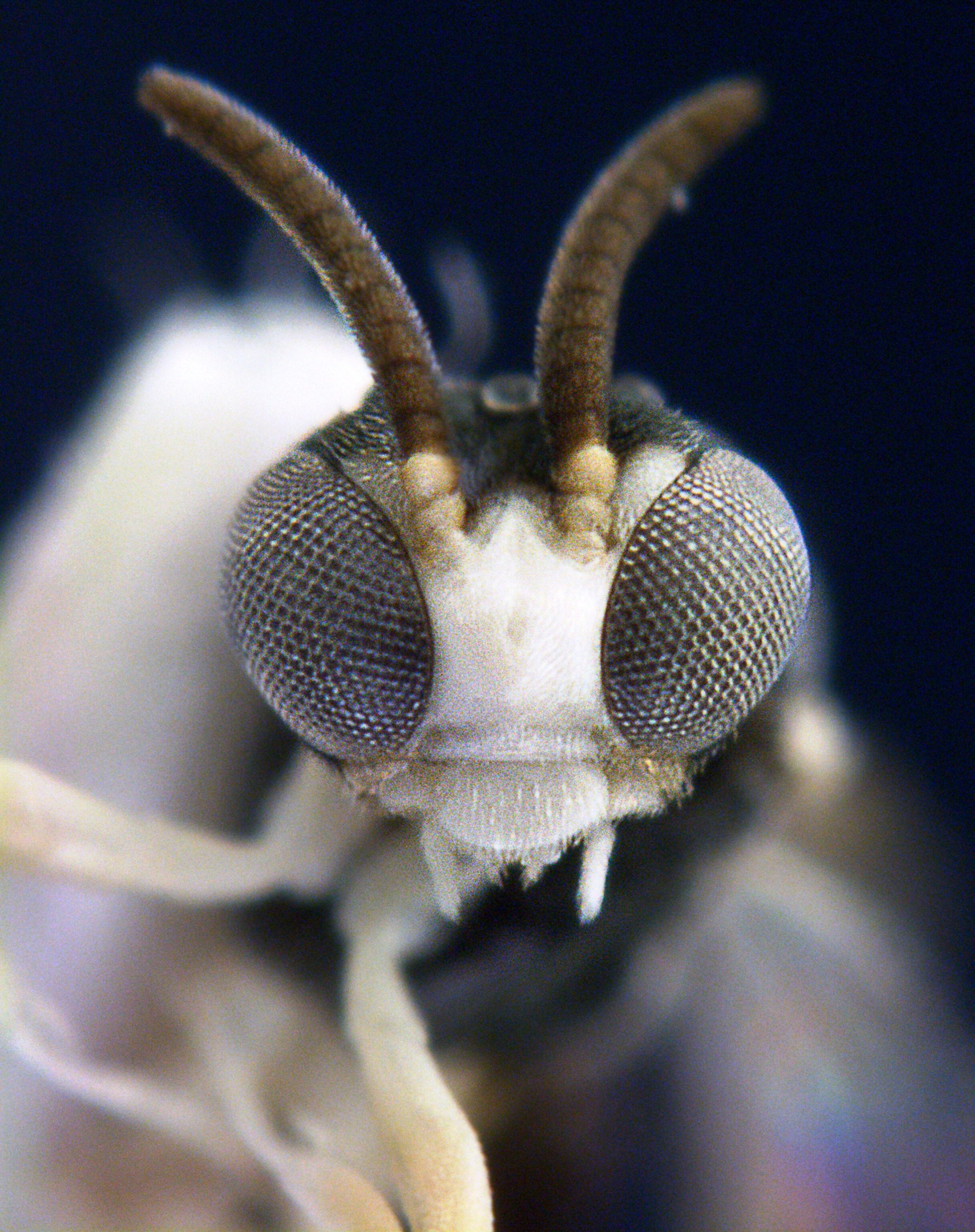 Dive-bombing wasp picture: one of the top ten new species of 2011