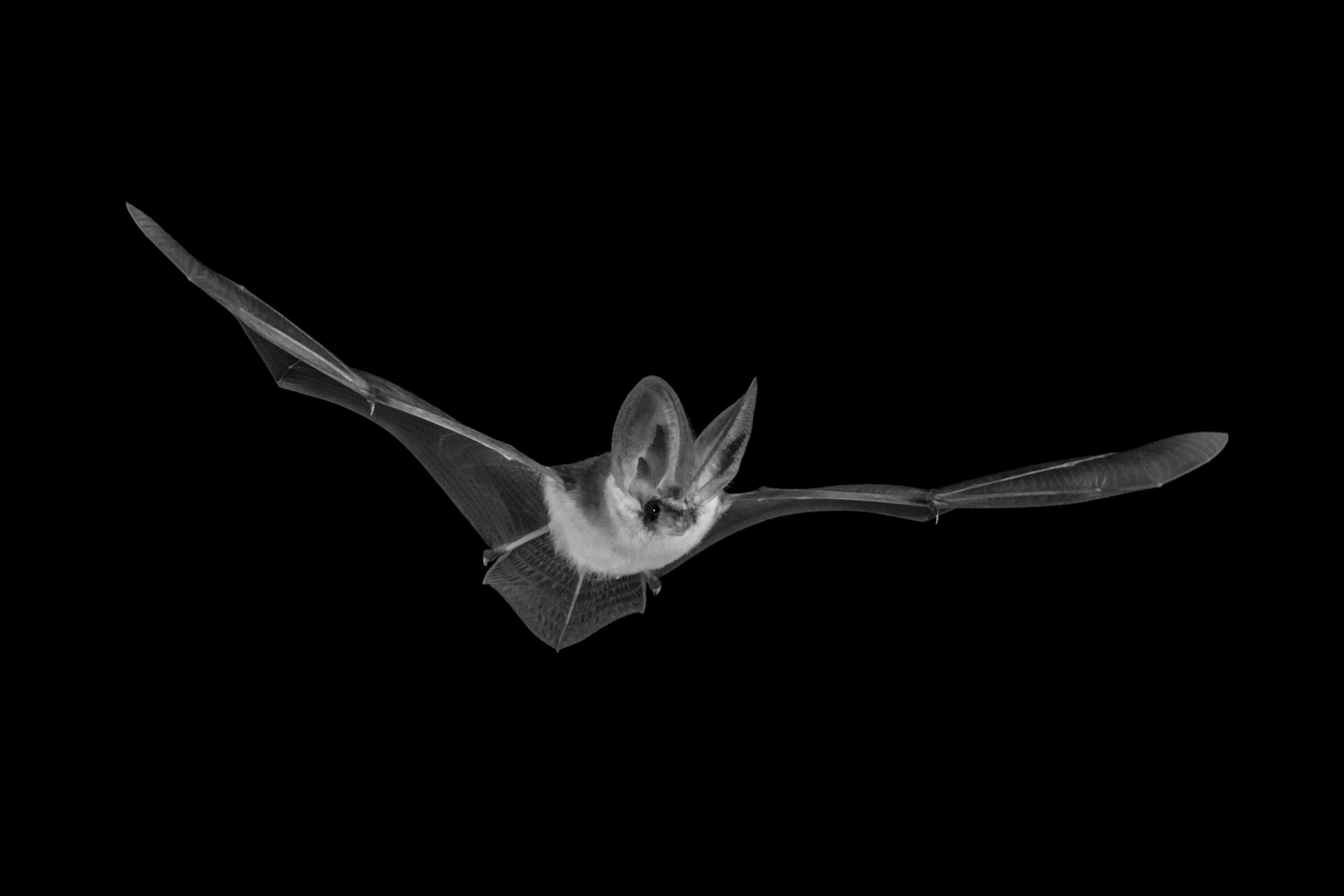 a bat flying