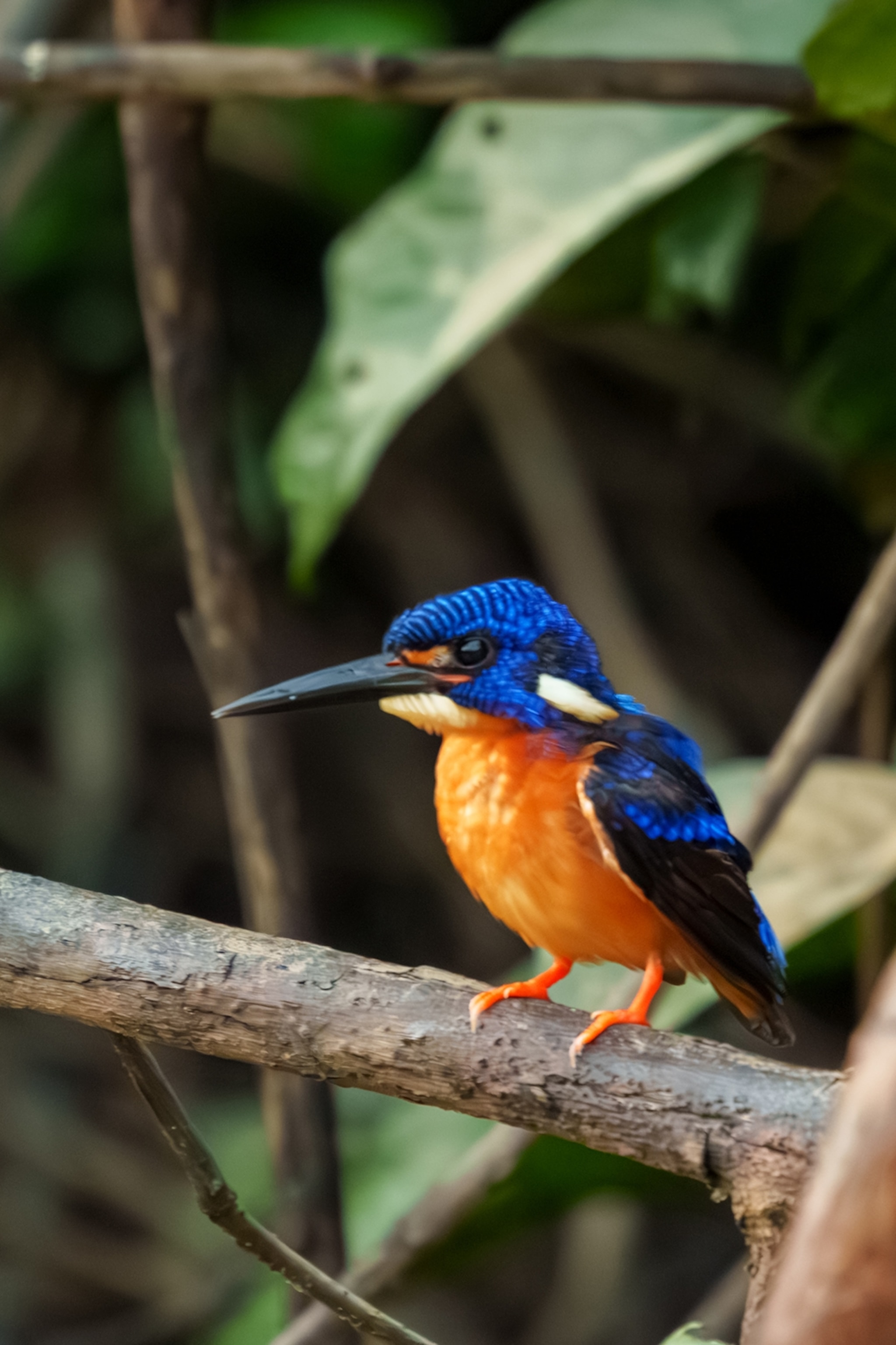 a bird in a jungle
