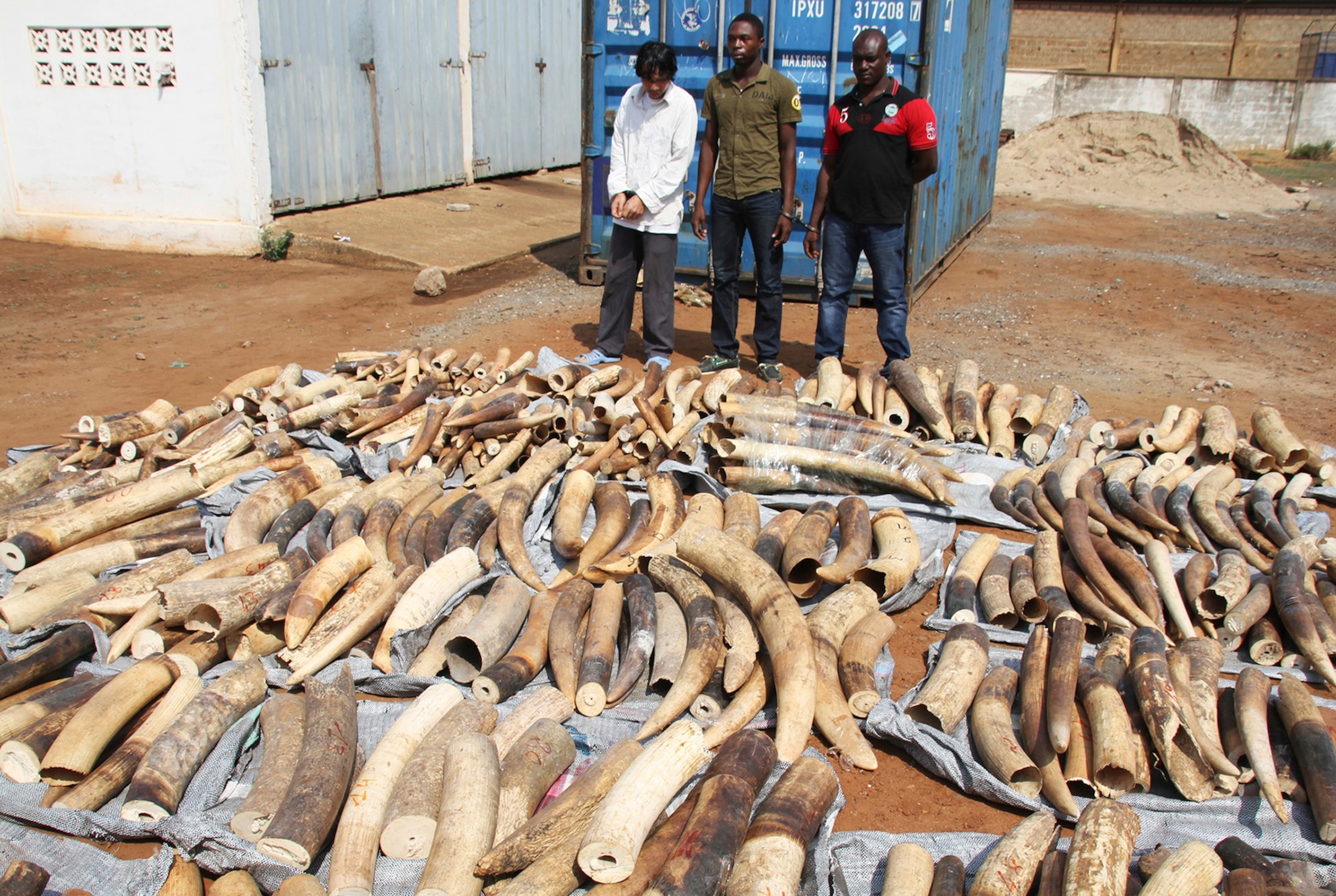 A Vietnamese man identified as Huu Dinh Khao (L) and two Togolese men stand next to a haul of ivory tusks after being seized by security forces at the port of Lome January 28, 2014.