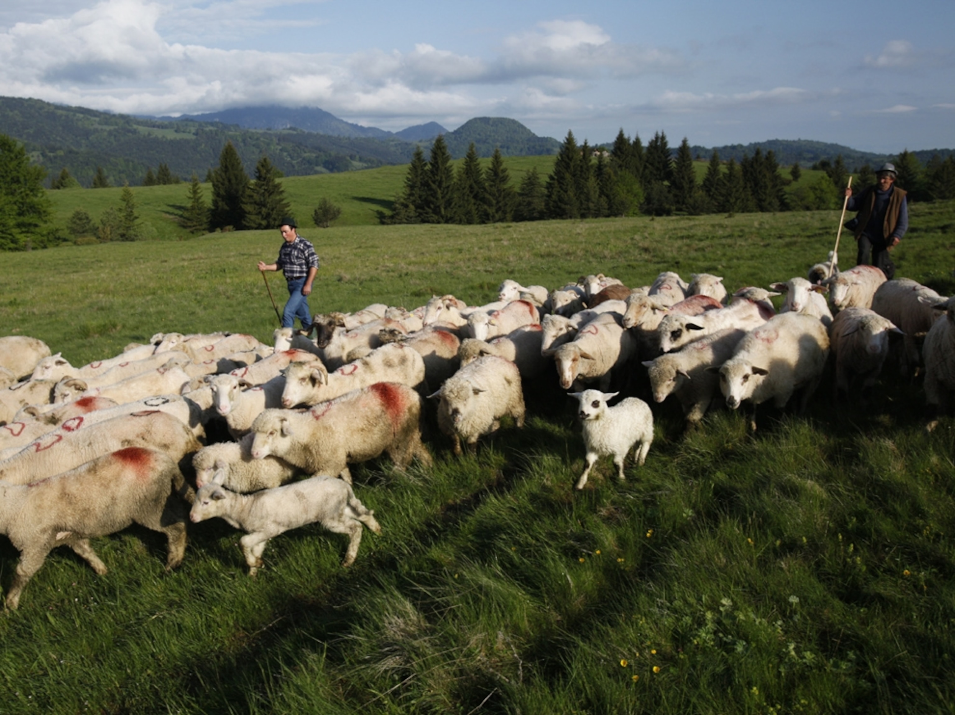 Sheep in Transylvania