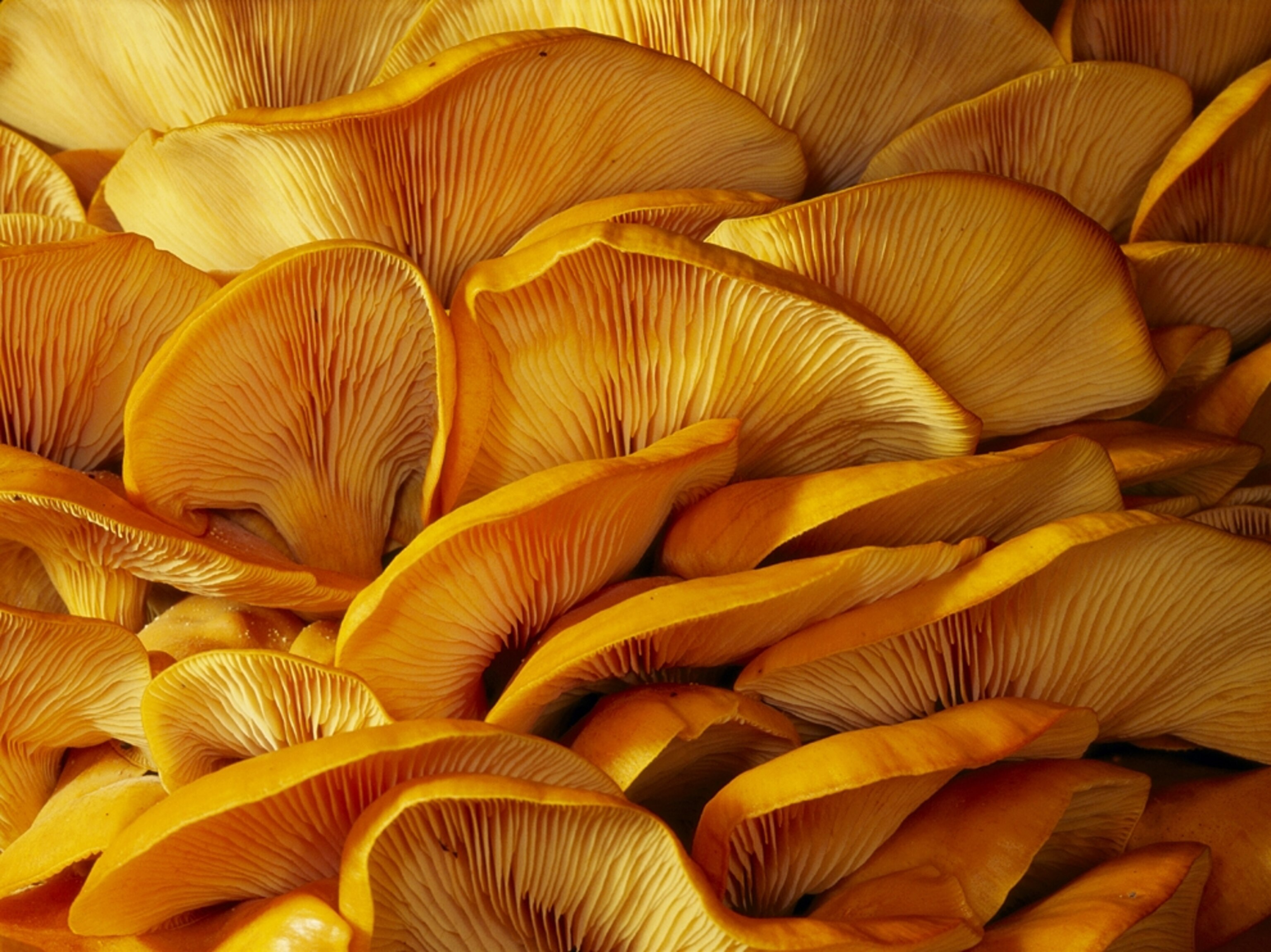 Close view of jack-o-lantern mushrooms (Omphalotus olearius)