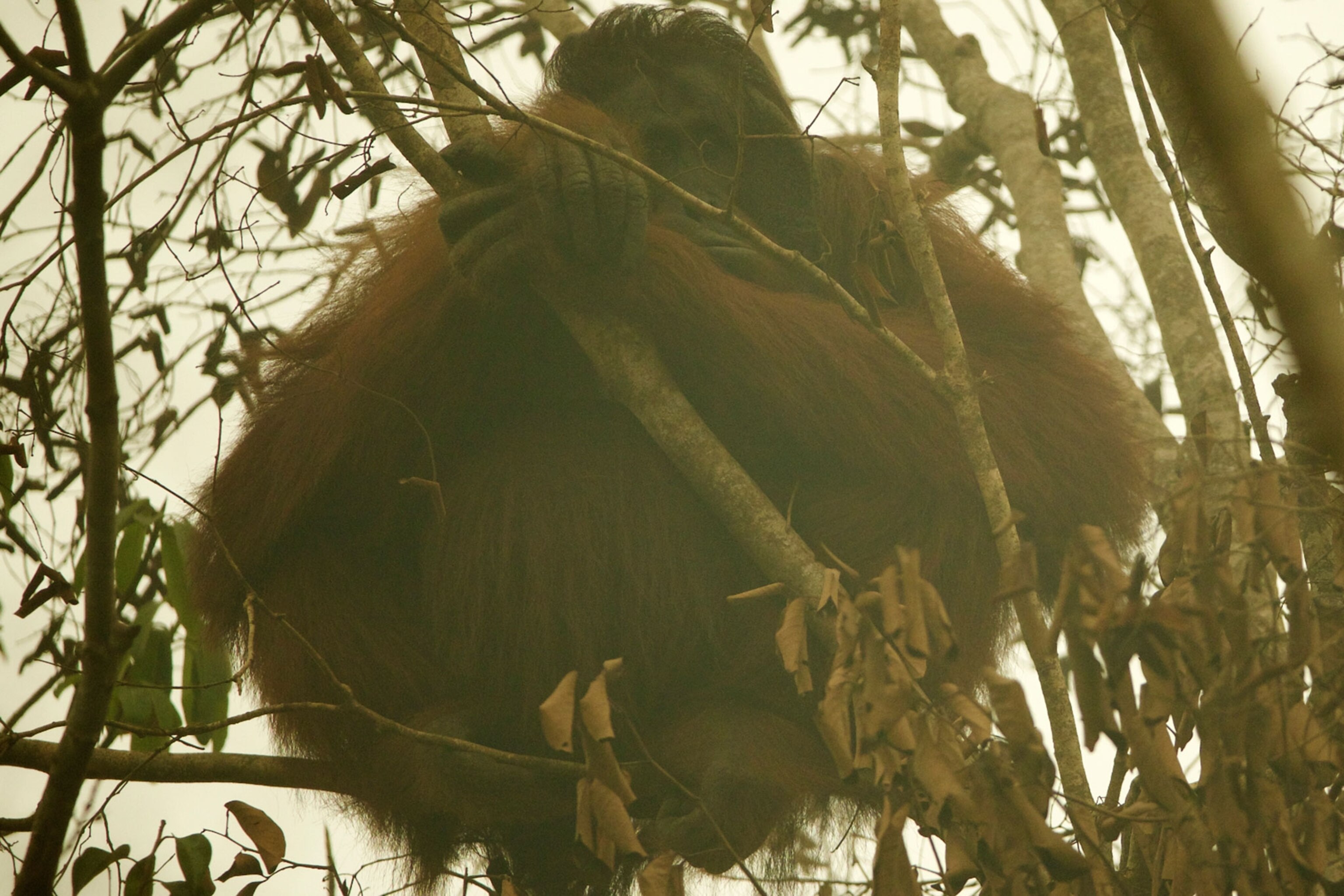 Orangutan in smoke