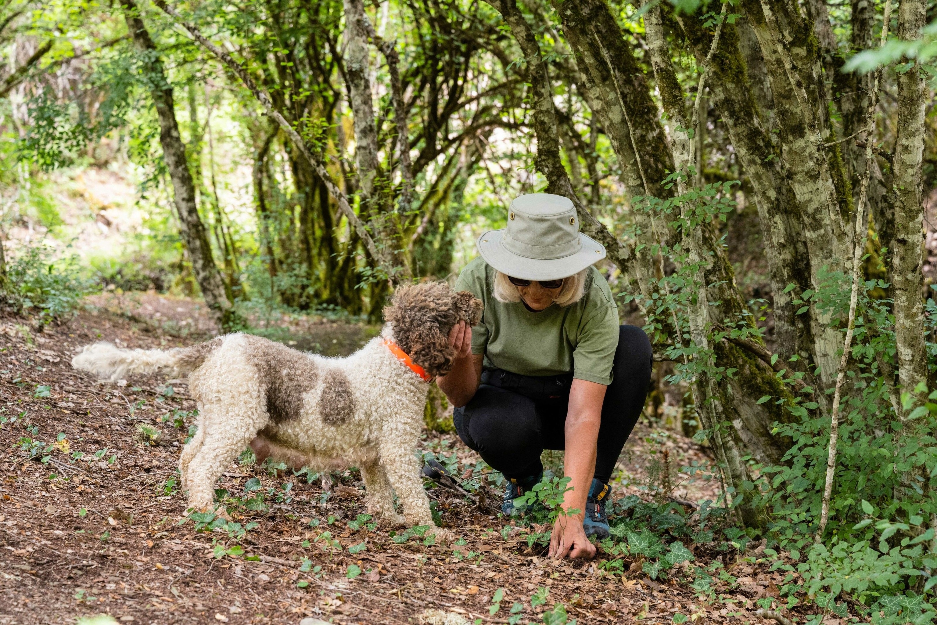 Trufflle hunter Katerina Nola — known locally as the 'Greek Indiana Jones' — and her two dogs, Lagotto Romagnolos known as Ramon and Cece, are experts in sniffing out these fragrant funghi in the dense woodland that surround Metsovo. Here, they dig up a truffle that they have discovered in the ground..