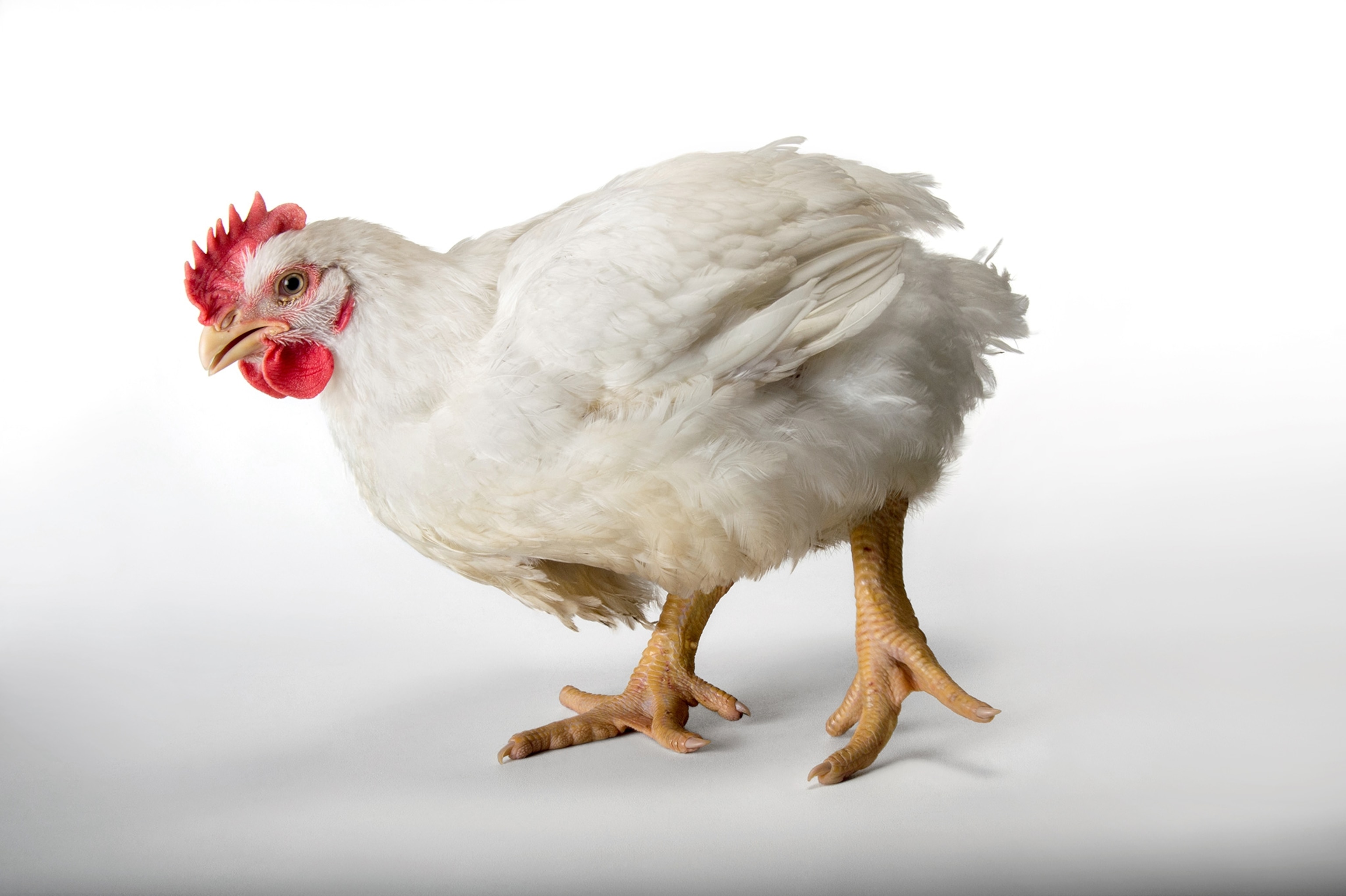 A six-week-old broiler rooster at a commercial chicken farm.