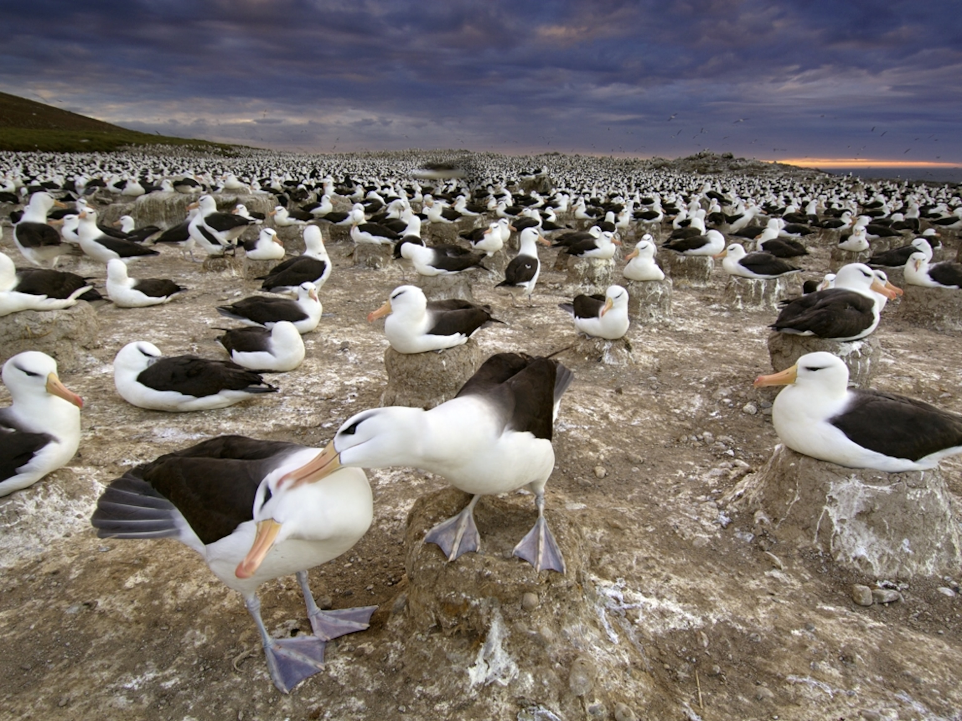 Birds on rocky island