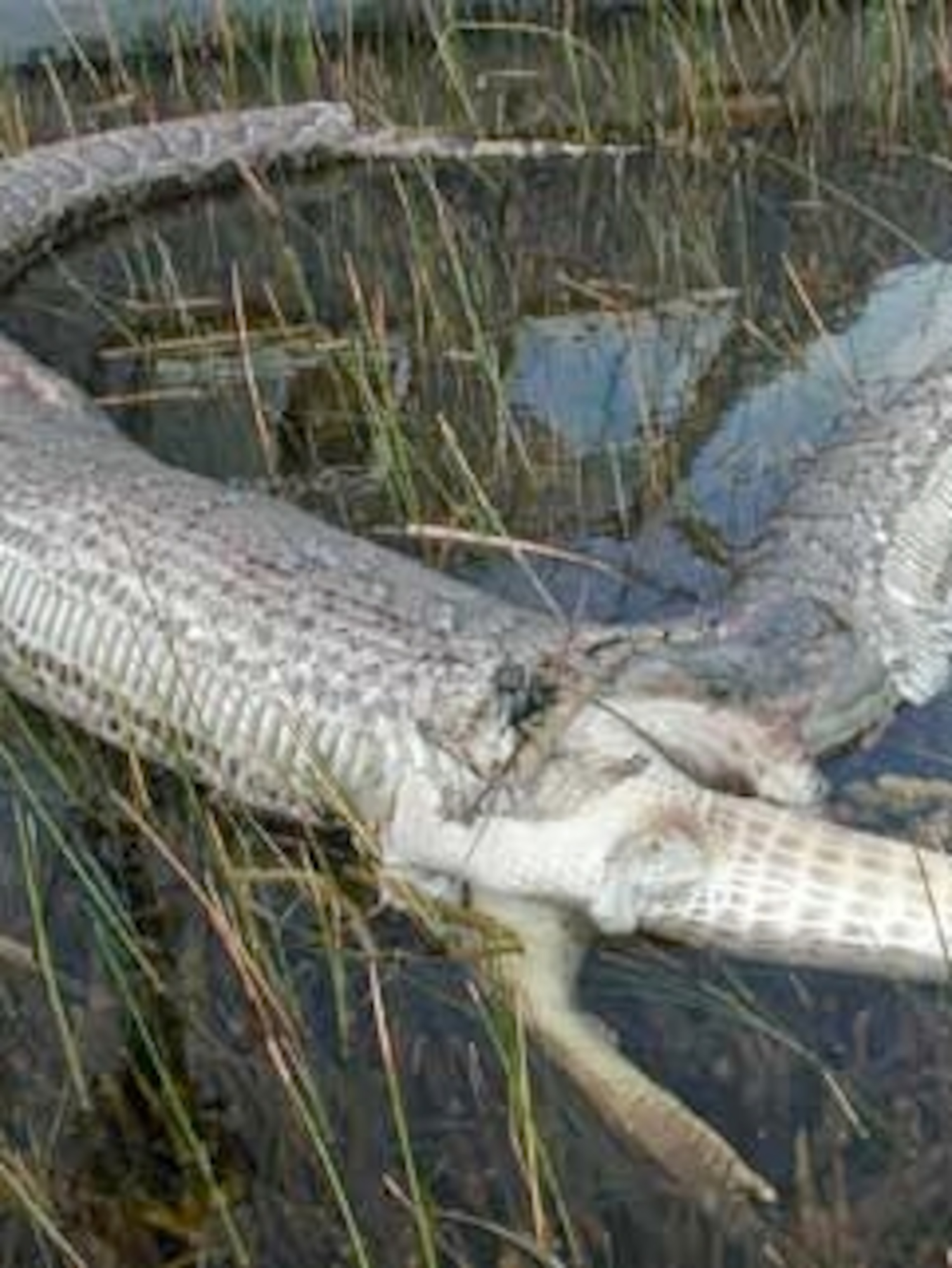 Photo in the News: Python Bursts After Eating Gator (Update)