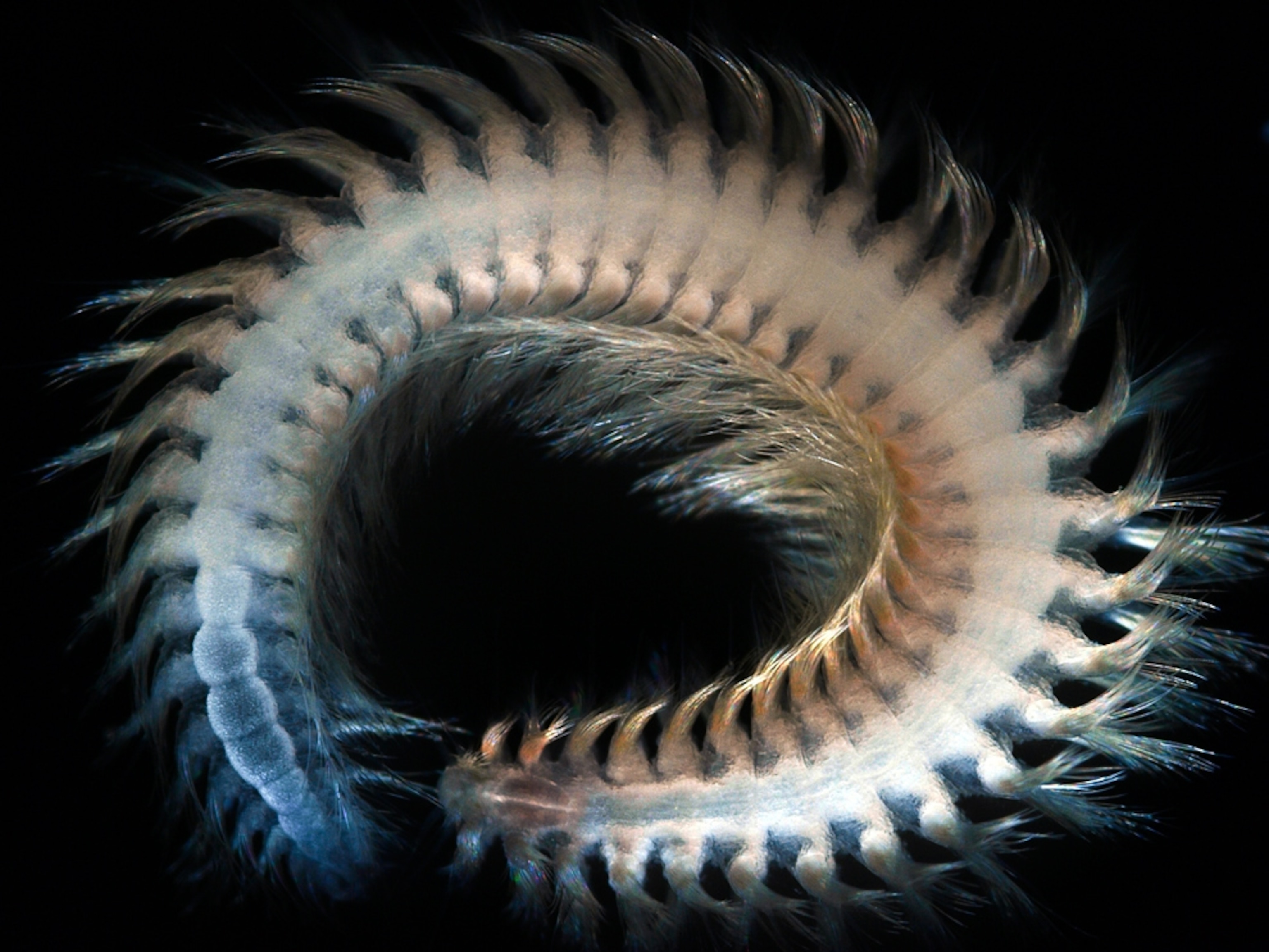 a likely new species of polychaete worm, announced today in the final reports of the Census of Marine Life