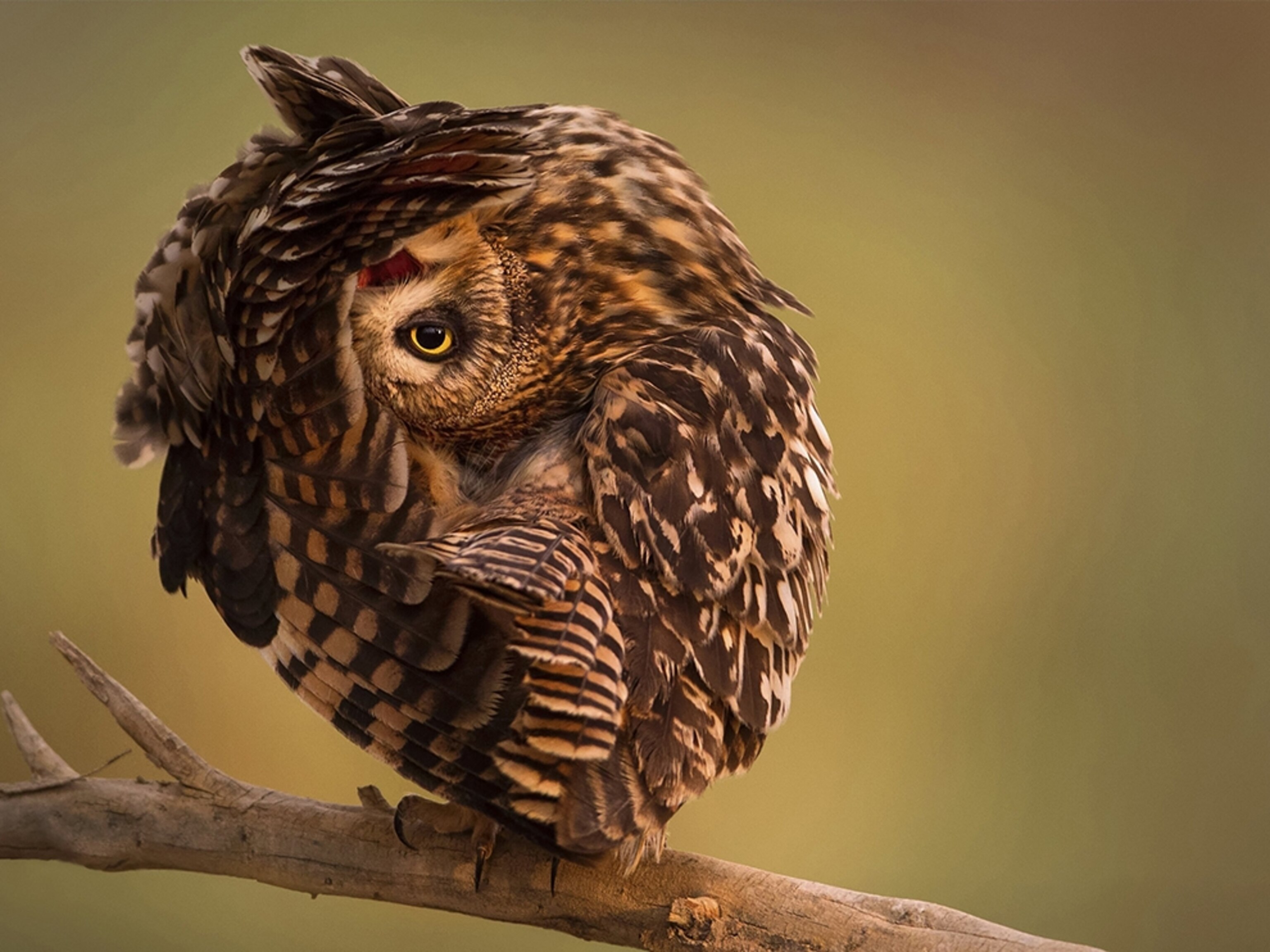 a short-eared owl in a reserve, Kuwait