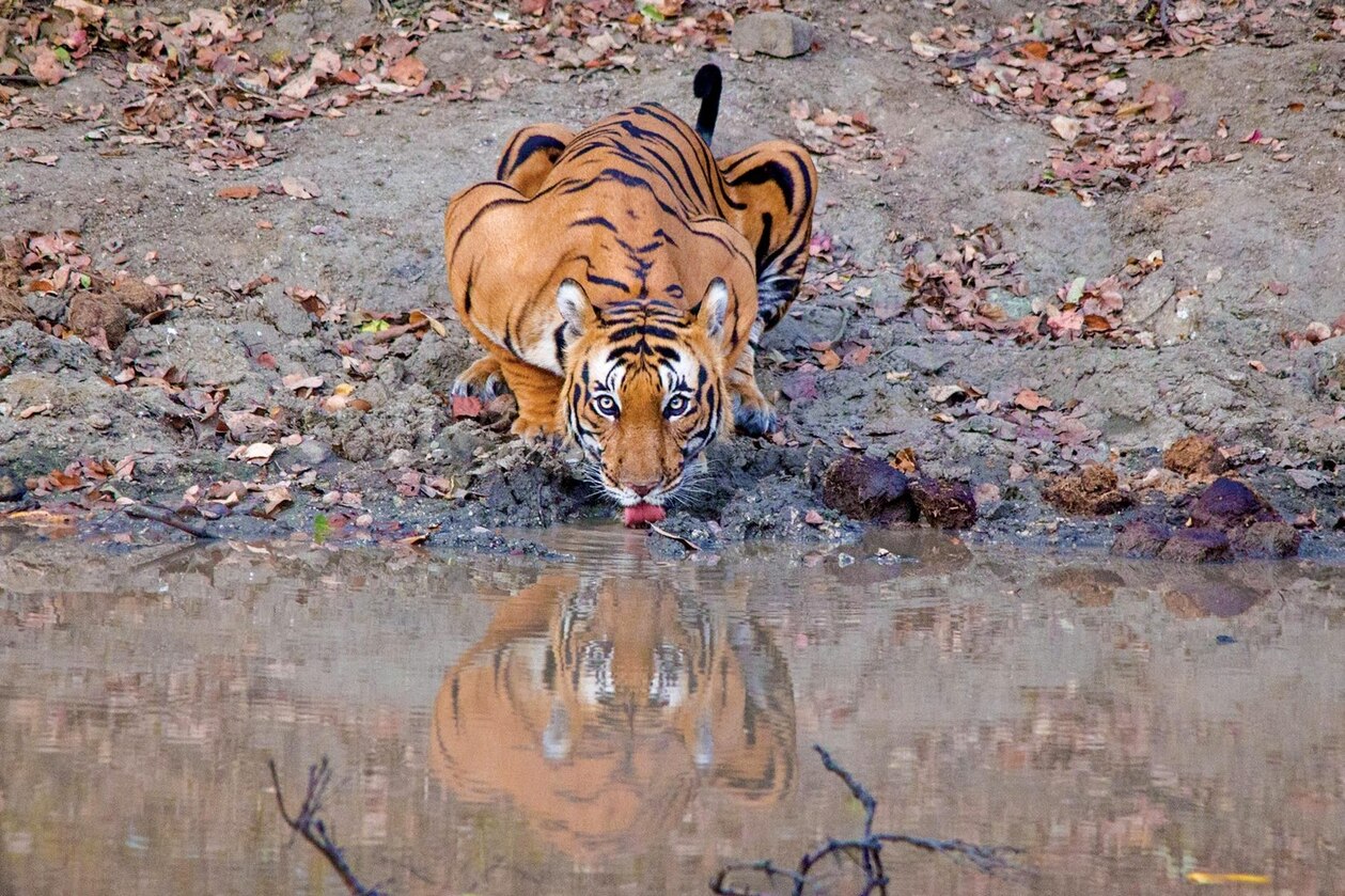 Bengal Tiger Nagarhole India