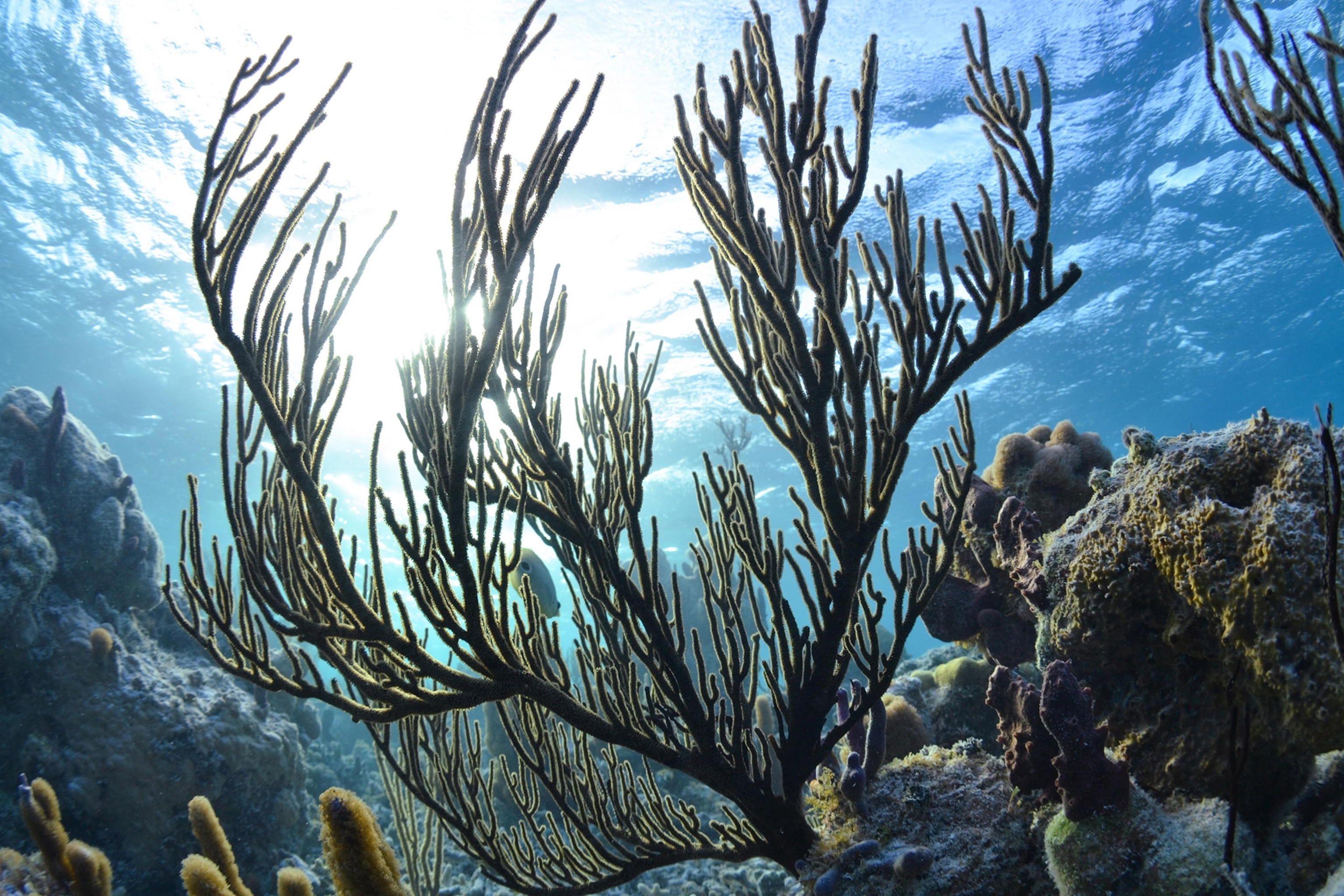 Close up of a spiny coral stretching up toward blue water's surface, sun streaming in from above.