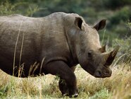 Map Shows Why Critically Endangered Rhinos Struggle To Survive Map Shows Why Critically Endangered Rhinos Struggle To Survive