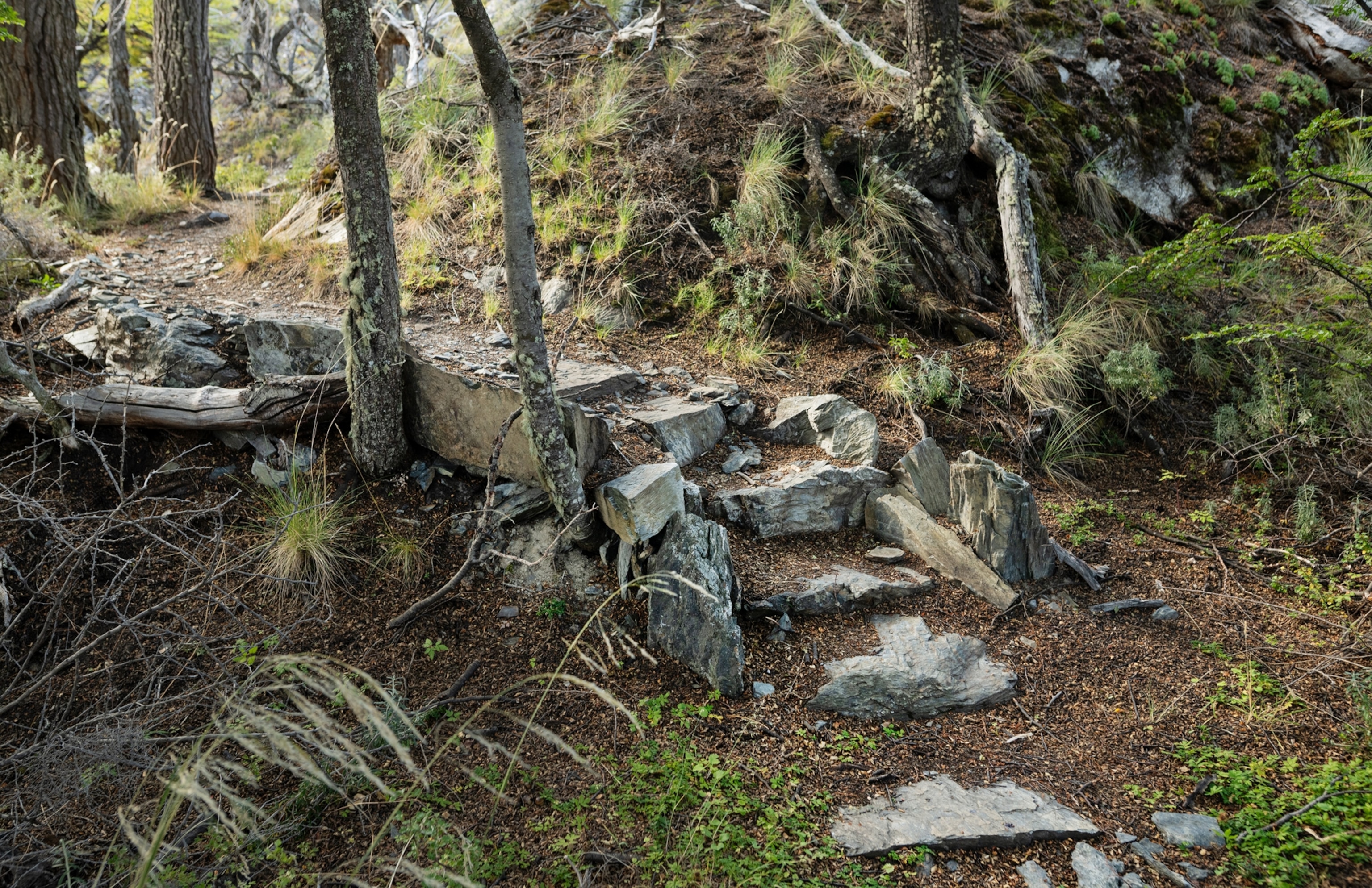 An image of stone steps leading to a trail that continues into trees.