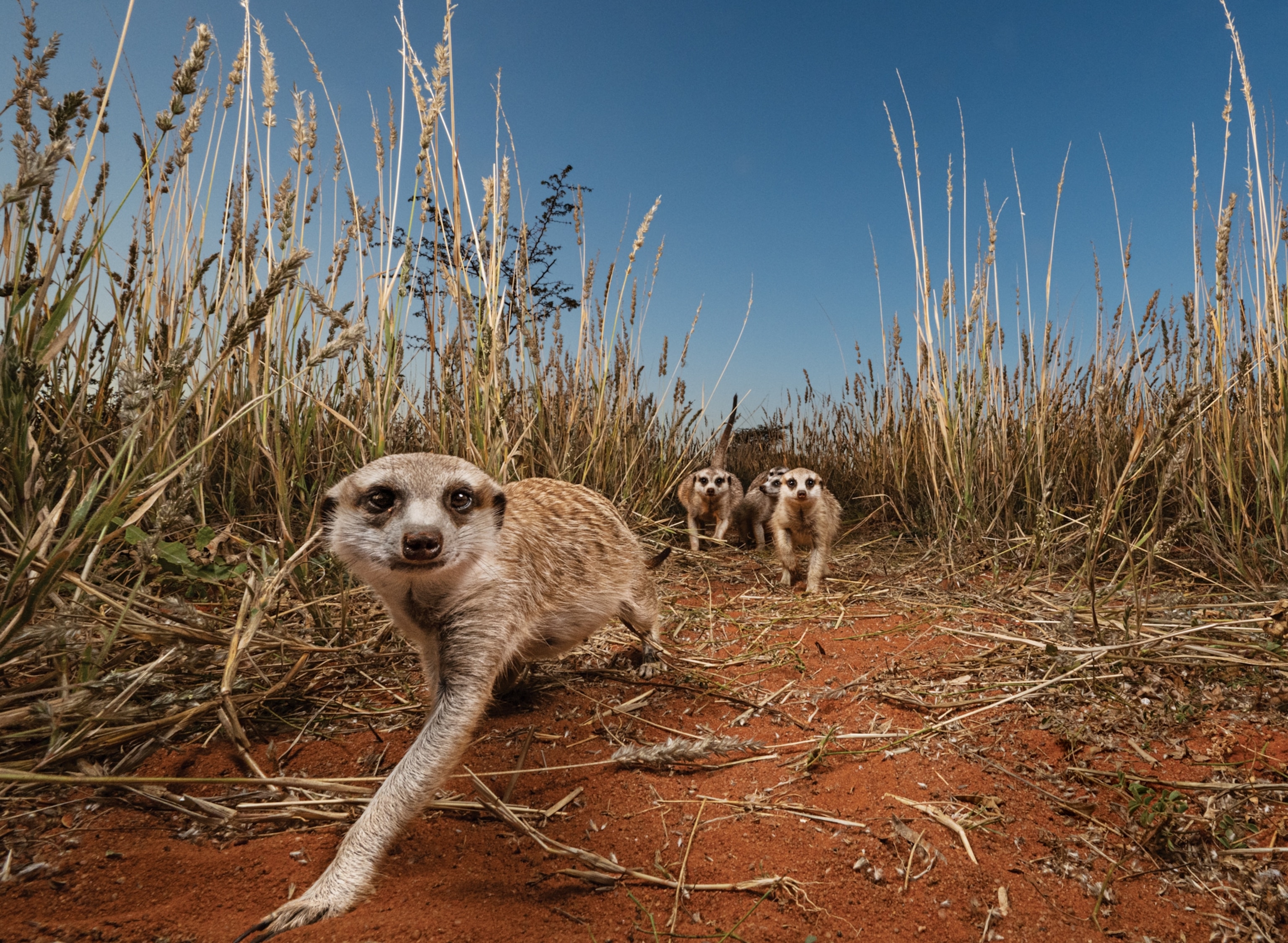Meerkat looking in the camera with four others approaching.
