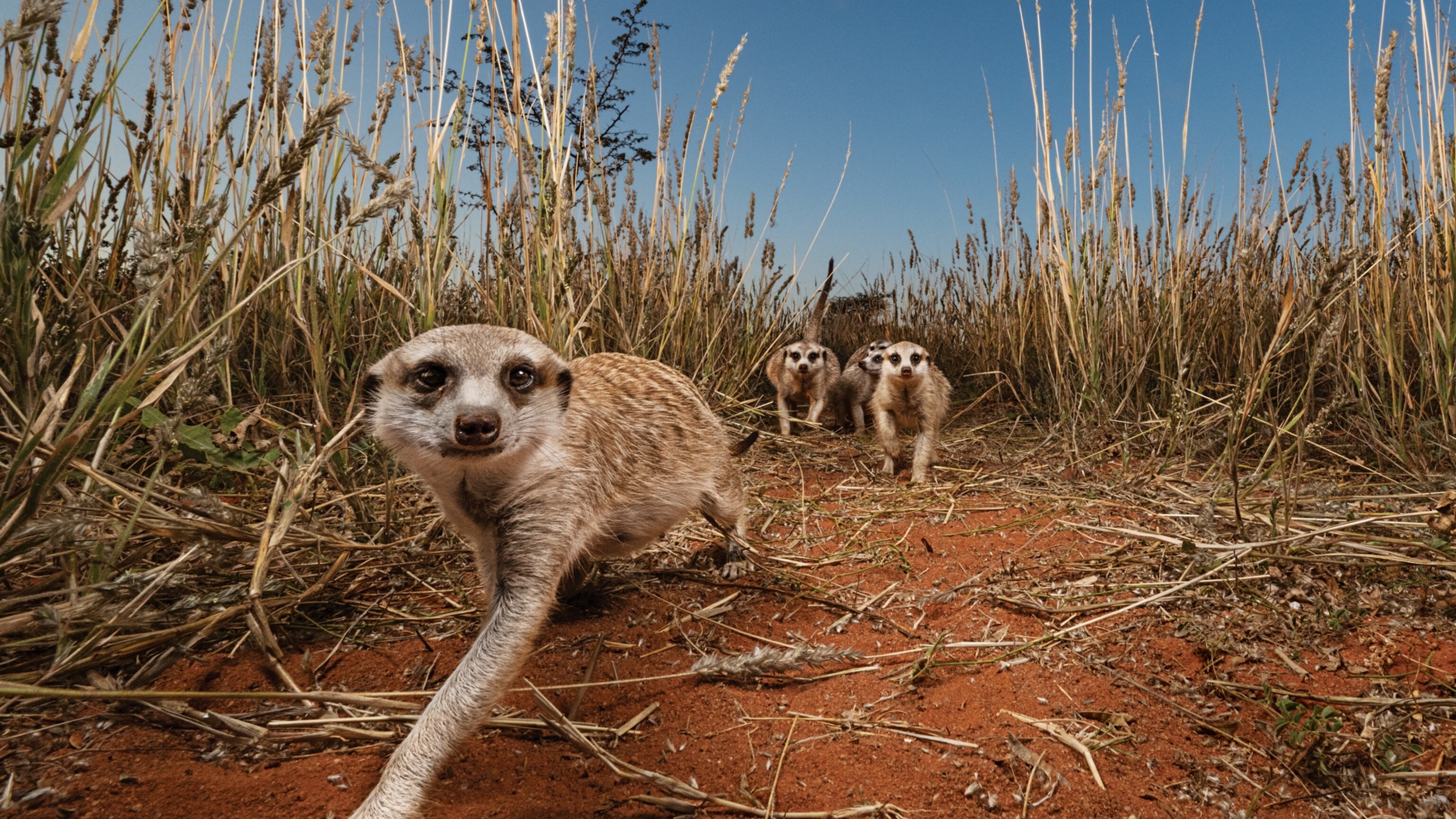 Why alpha females reign supreme in meerkat world
