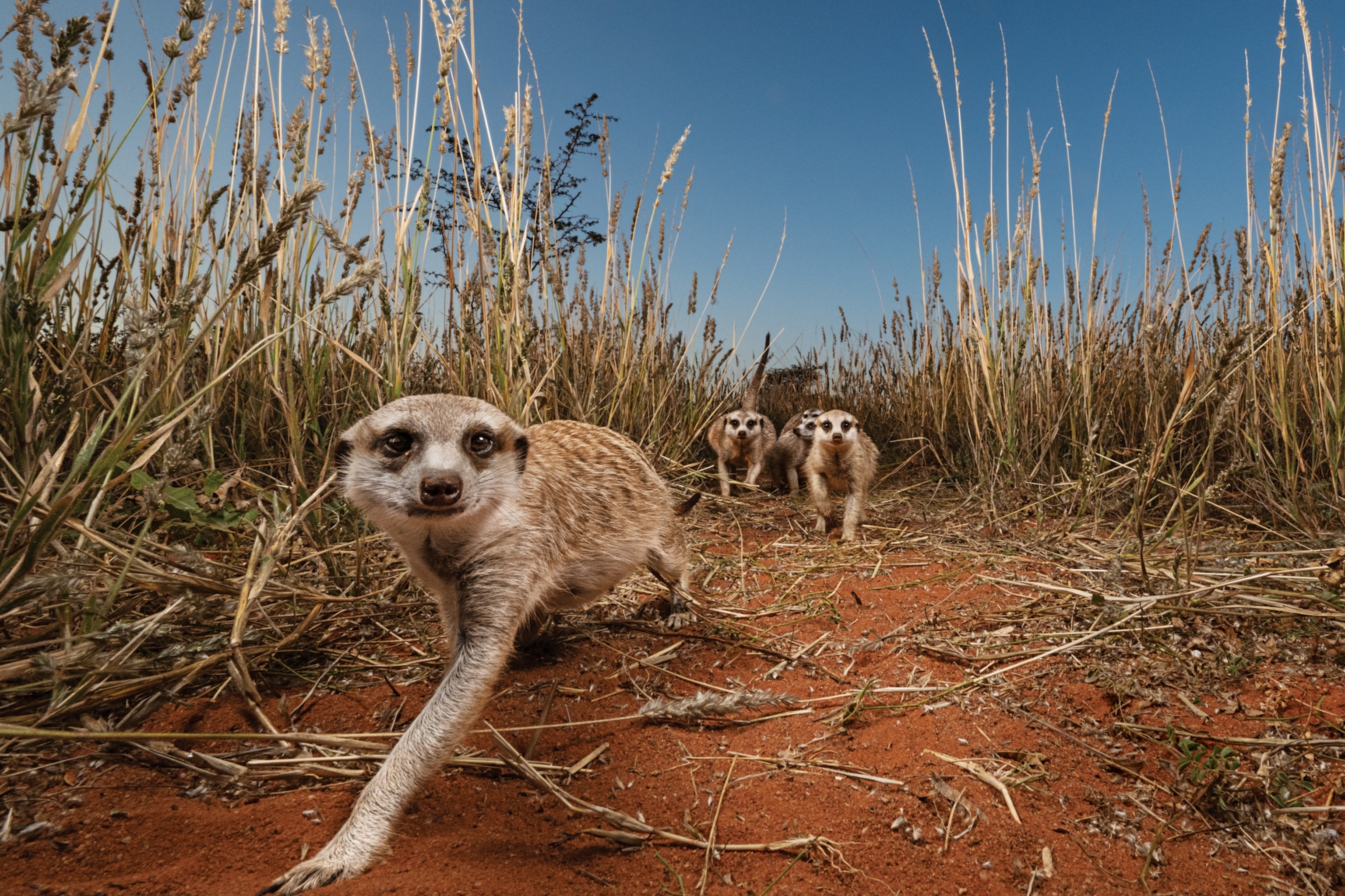 New Species of Water Bear, or Tardigrade, Found in Japan Parking
