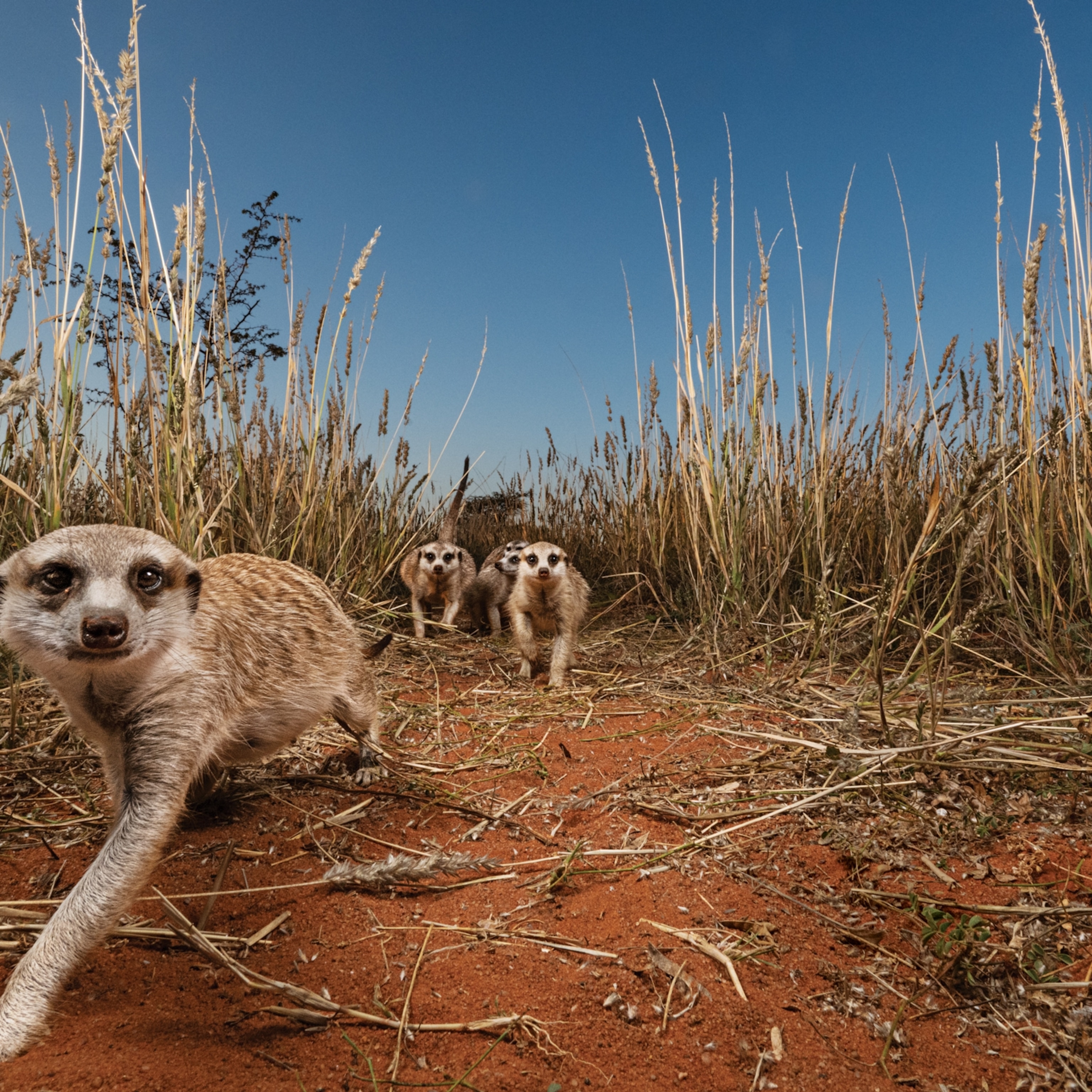 9 ways to experience classic Tanzania | National Geographic