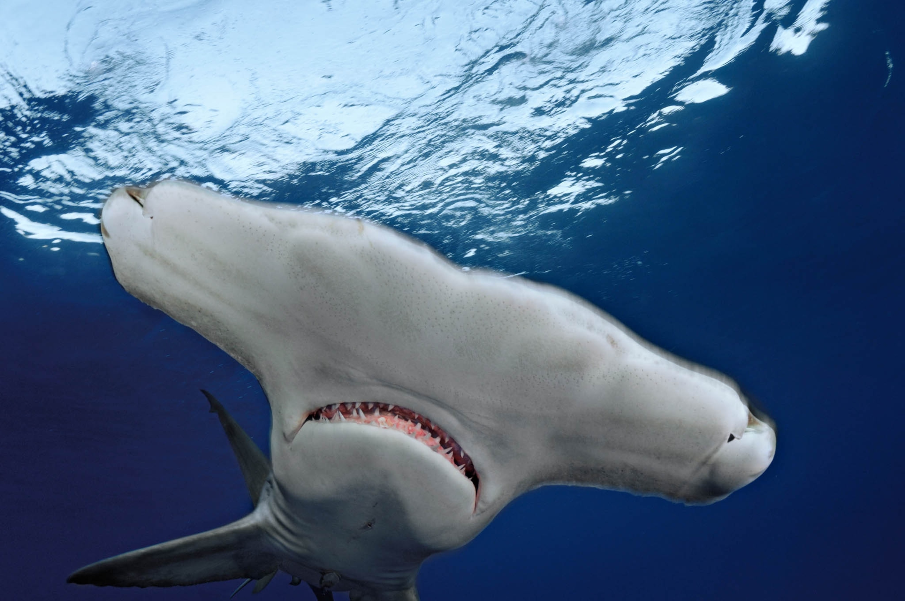 A very close-up view of a great hammerhead shark.