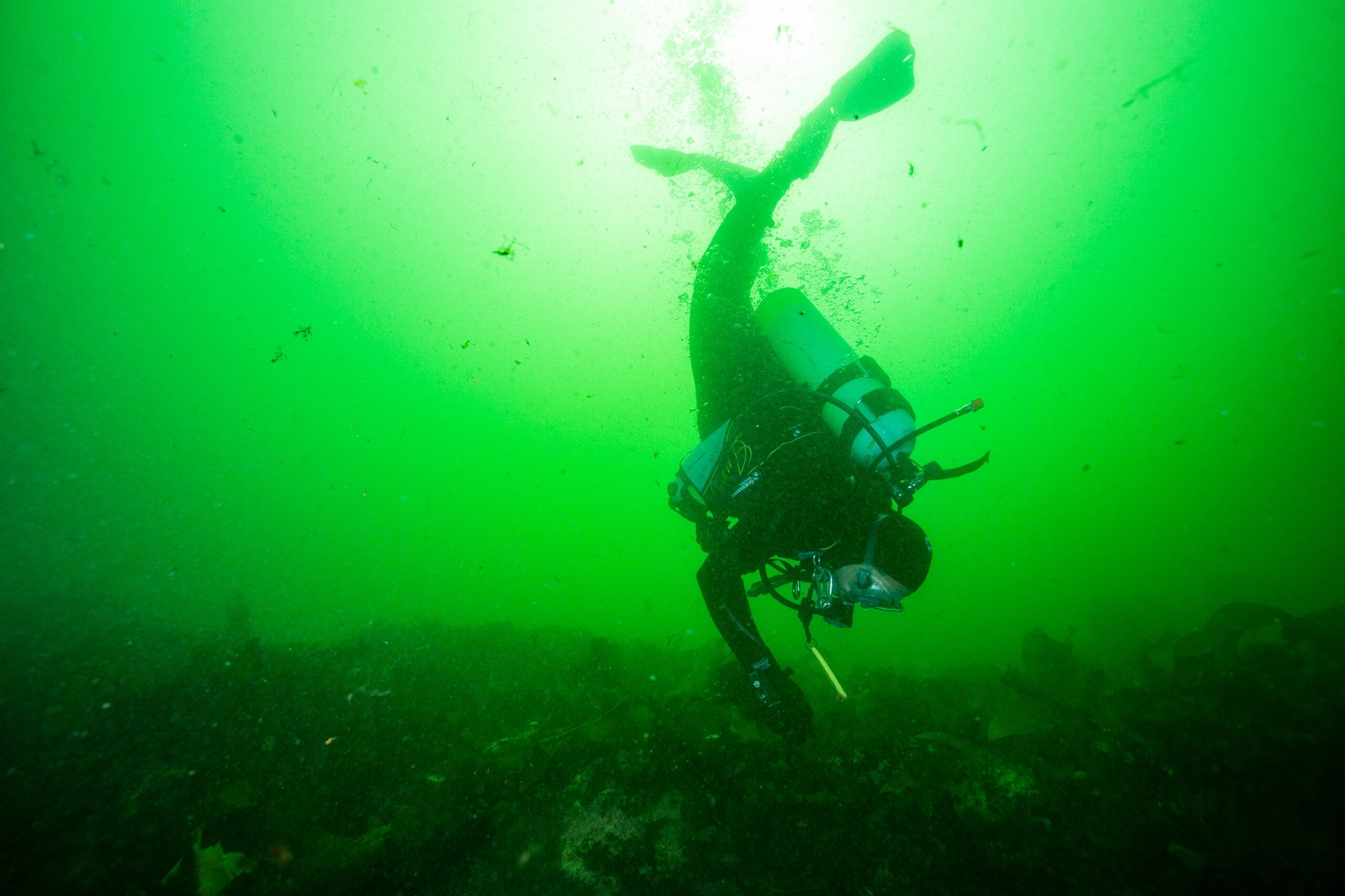 a diver pointed down with fins up to the surface in murky green water