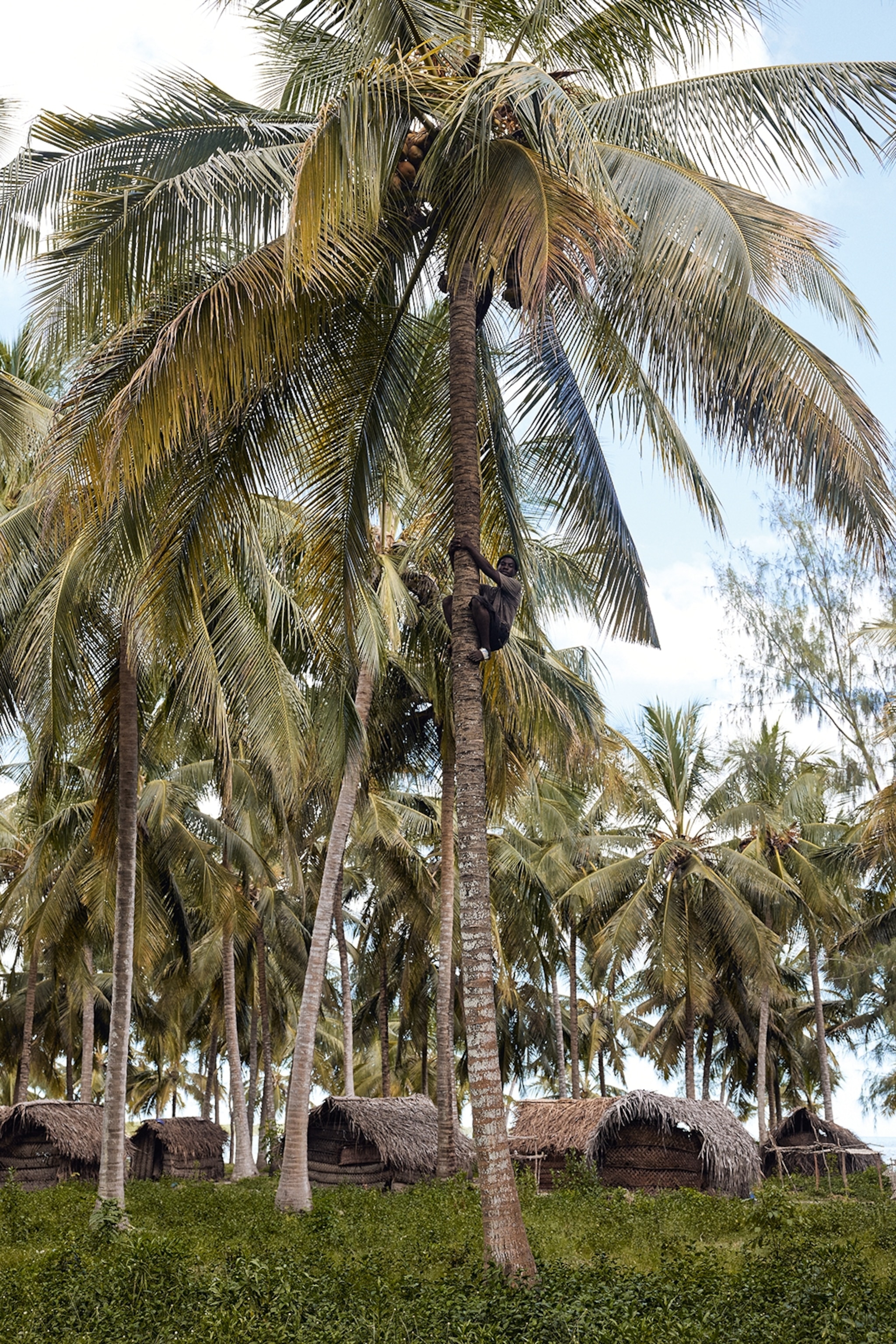 A local man up high in a coconut palm tree with the coast in the distance.