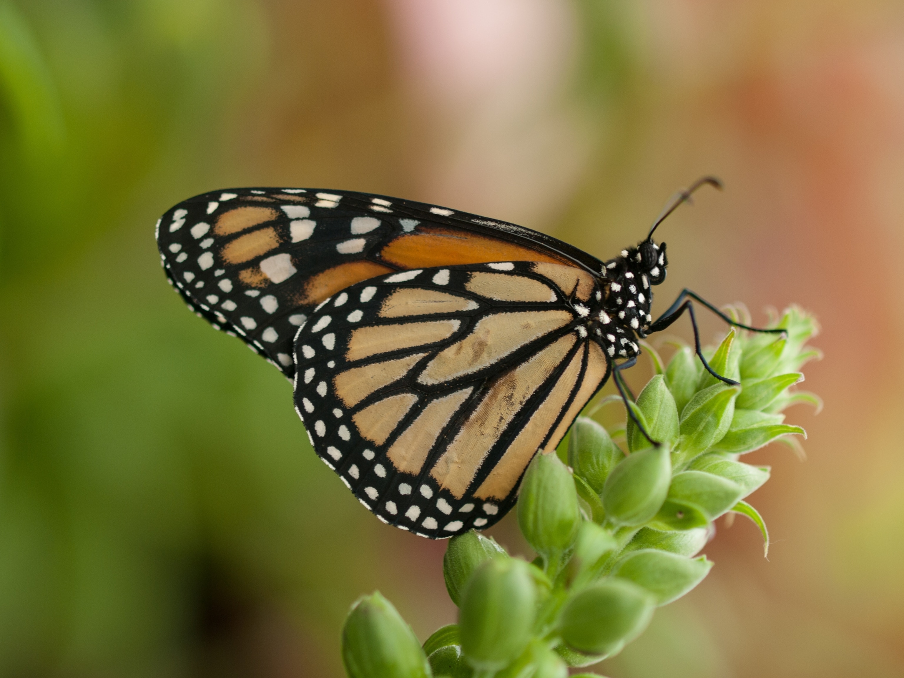 a monarch butterfly.
