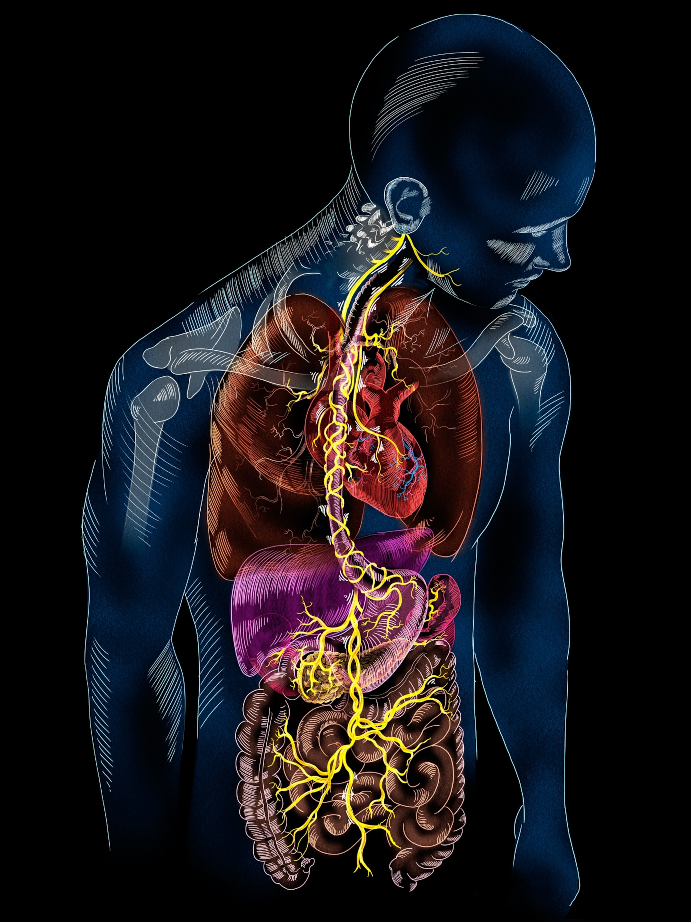 An illustration of a man and his upper body organs, showing a yellow nerve that travels from his ear to his gut