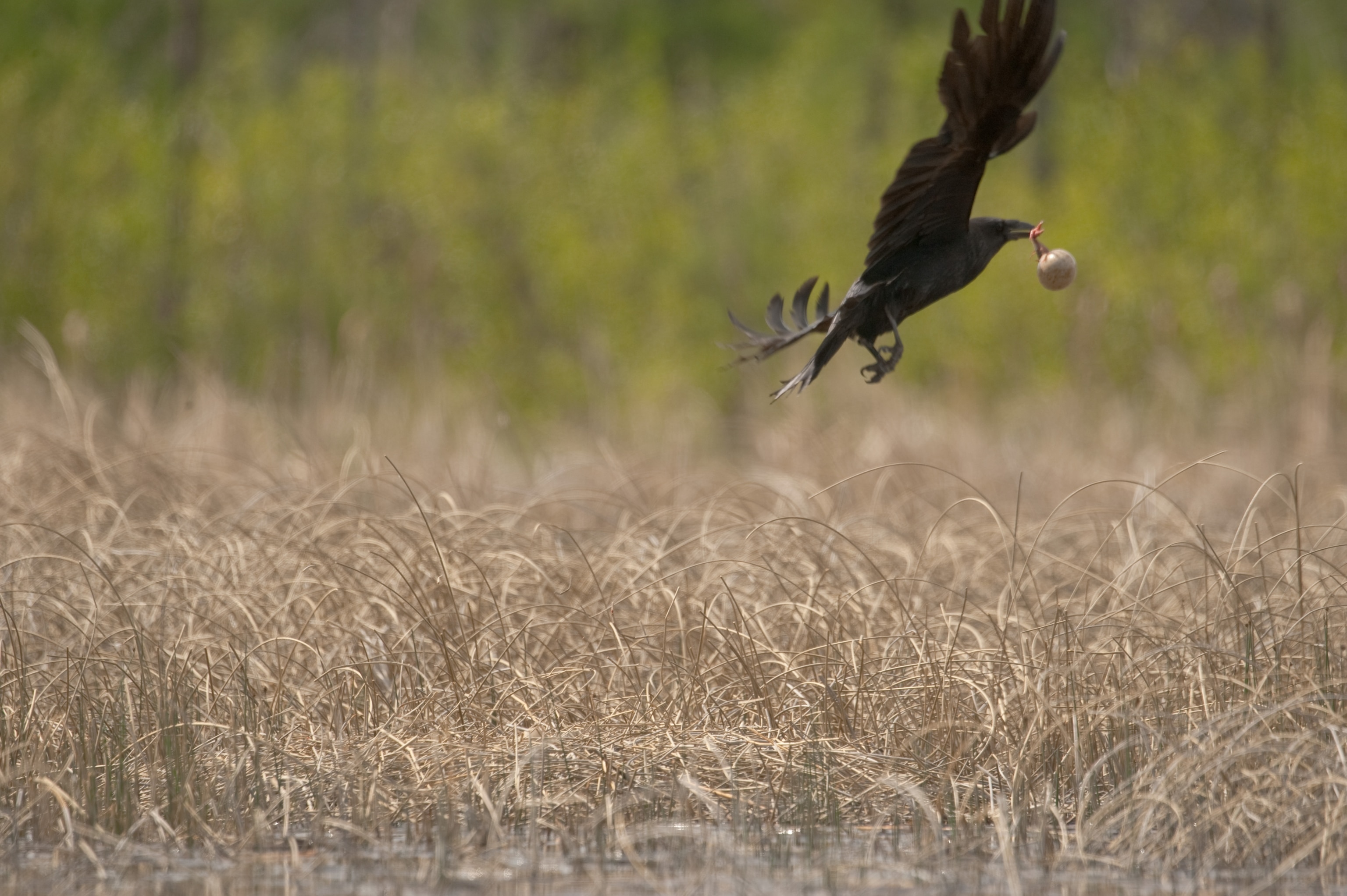 a raven with a snatched whooping crane chick held in its beak
