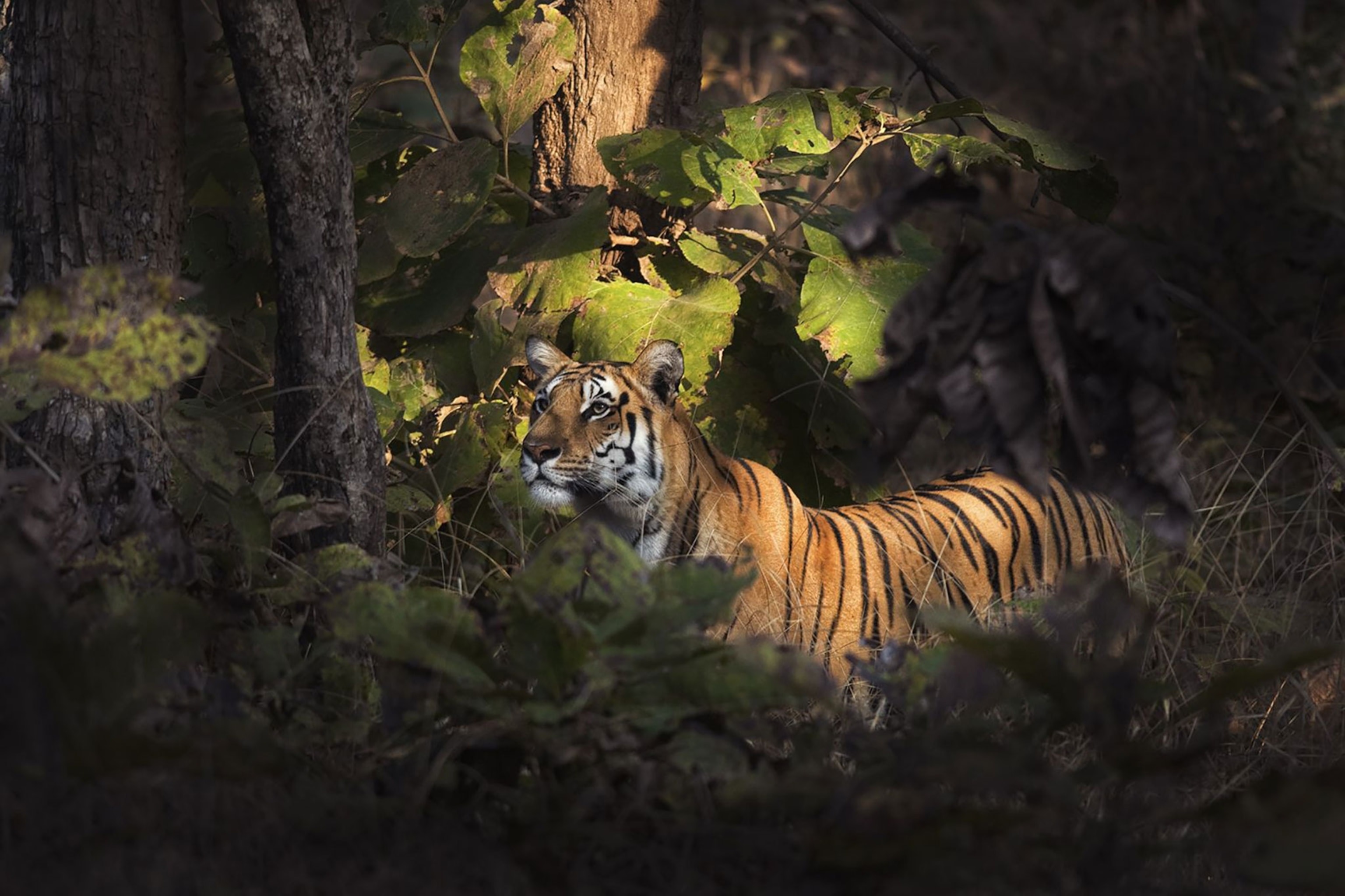 a tiger