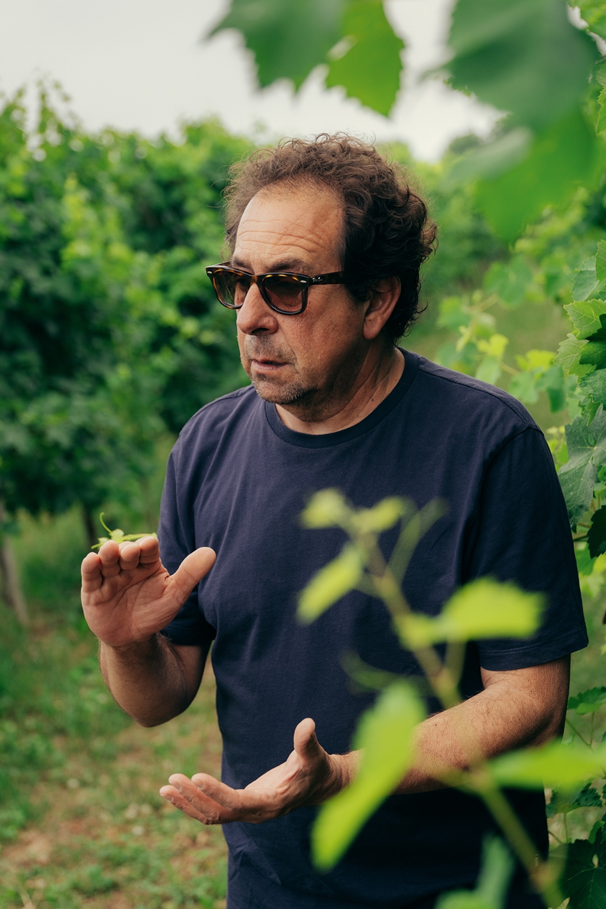 An Italian man in the middle of a vineyard, wearing glasses and explaining something passionately.