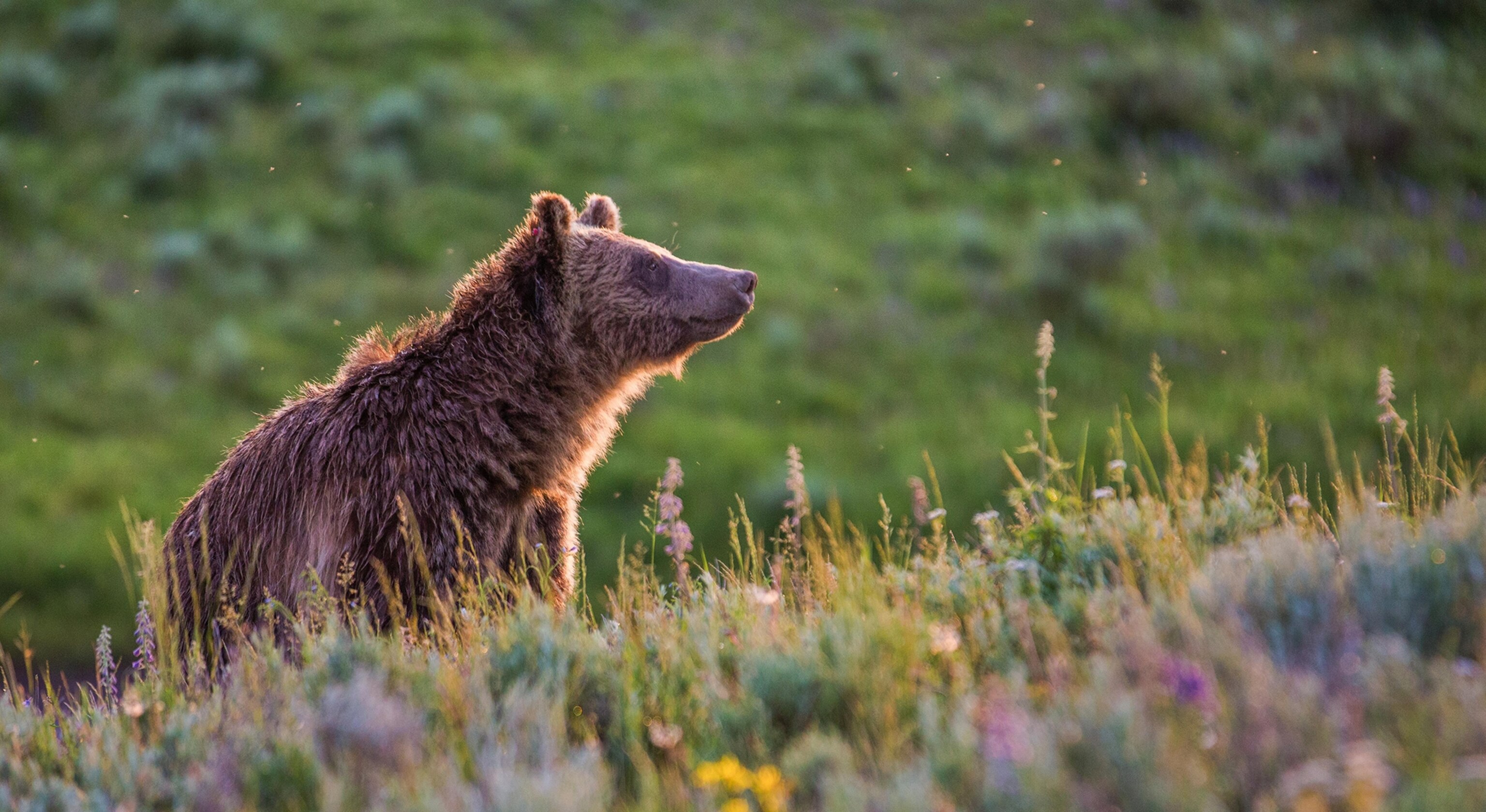 a brown bear in Montana