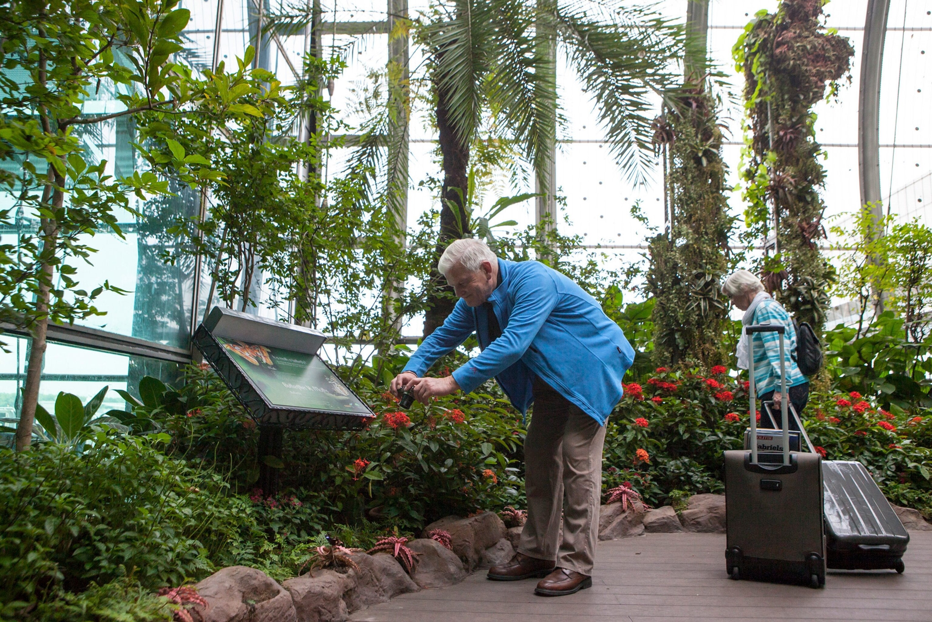 a man photographing a butterfly in a butterfly garden at Changi Airport in Singapore
