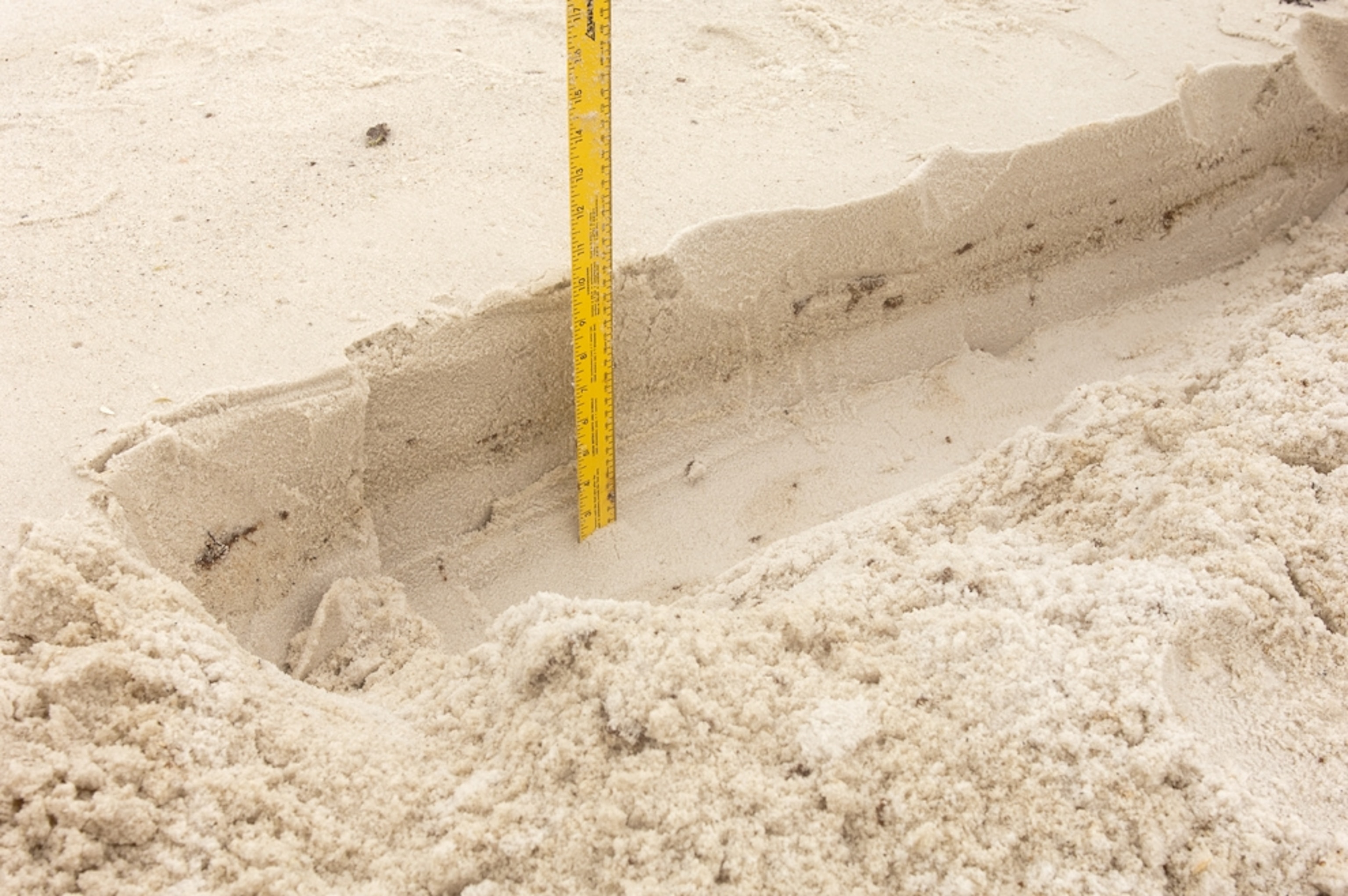 Ribbons of buried oil under a clean-seeming beach