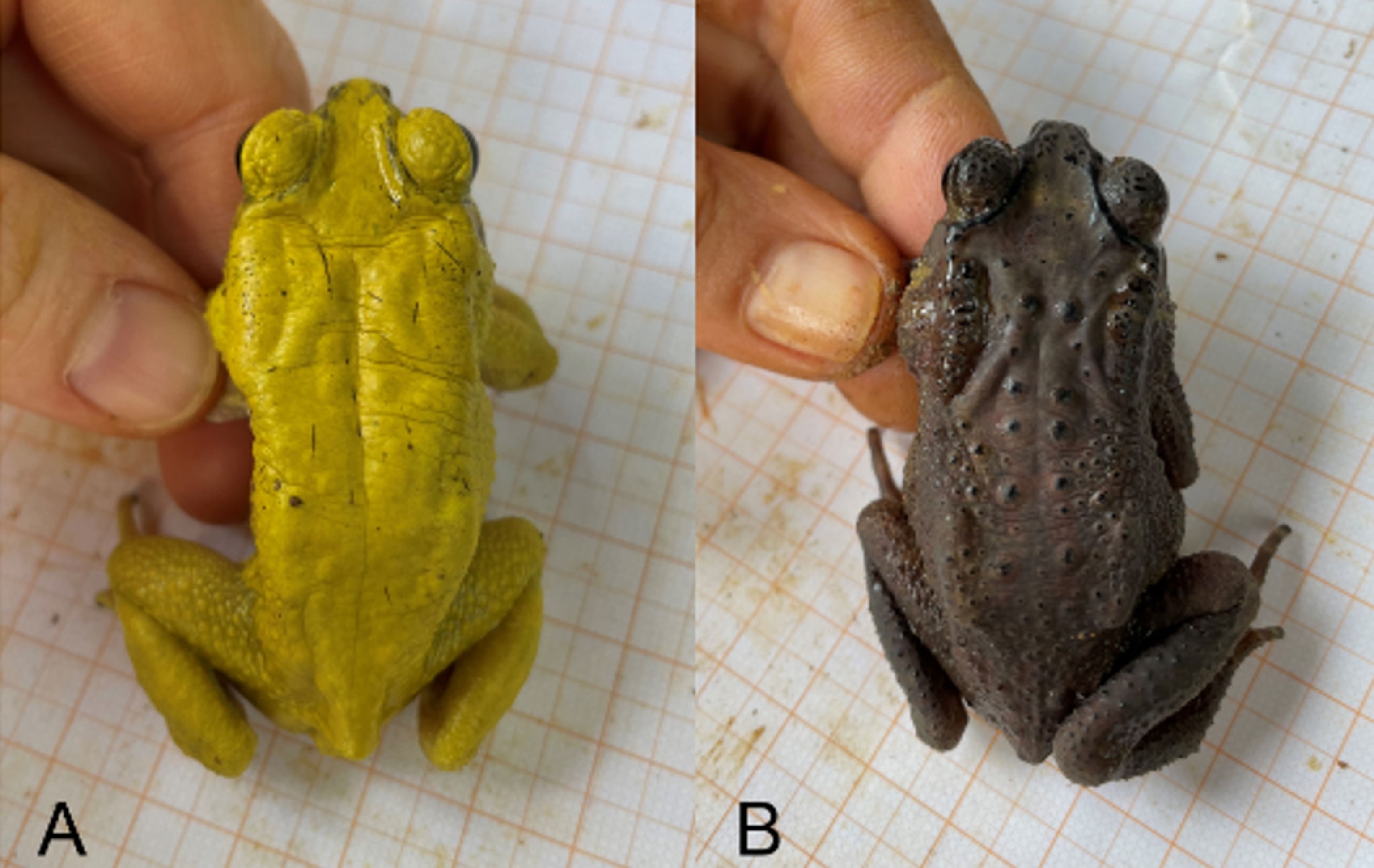 A photo of two toads. The one labeled A is a yellow-male and the one labled B is a brown female