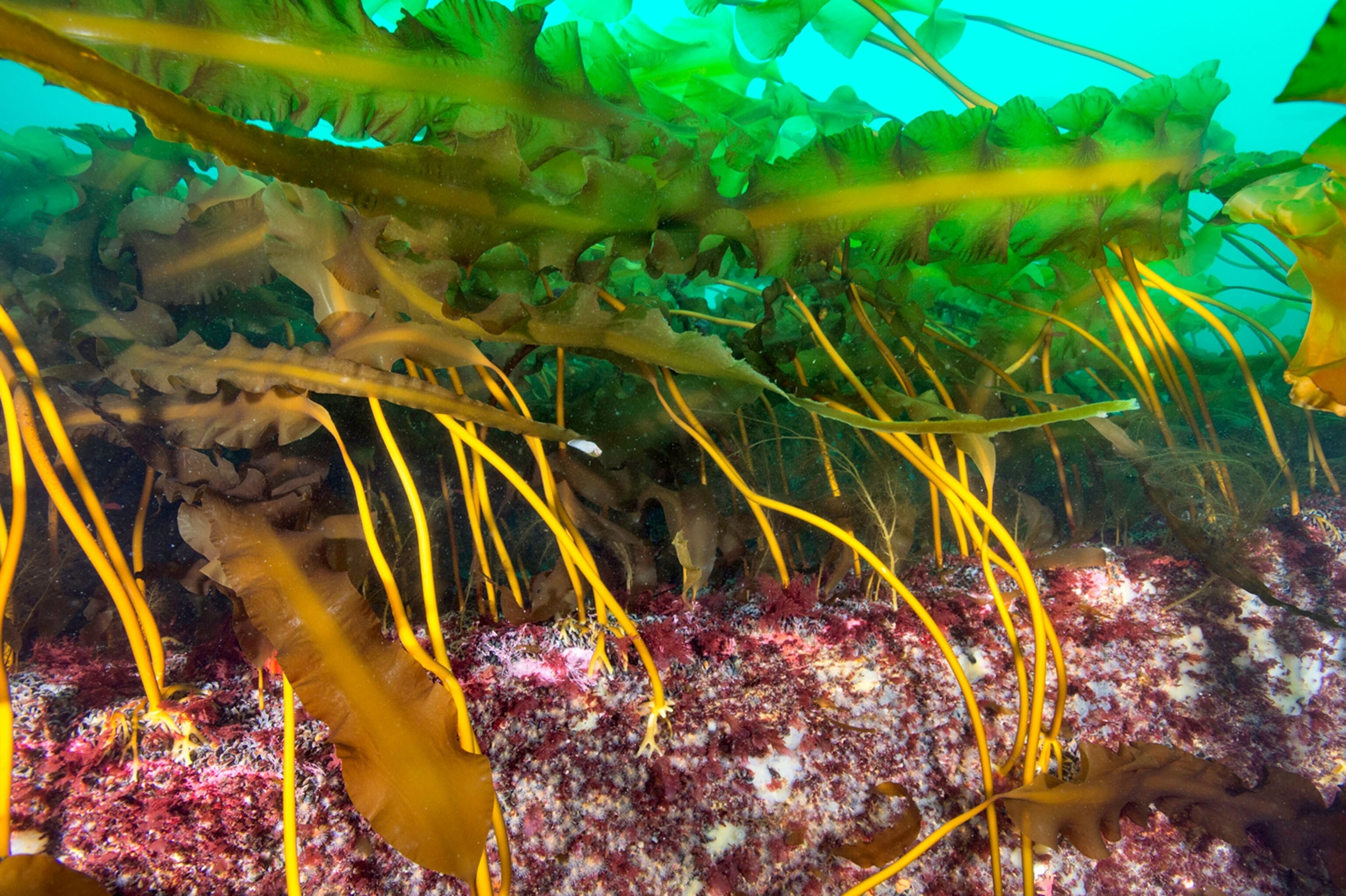 marine life on cashes ledge