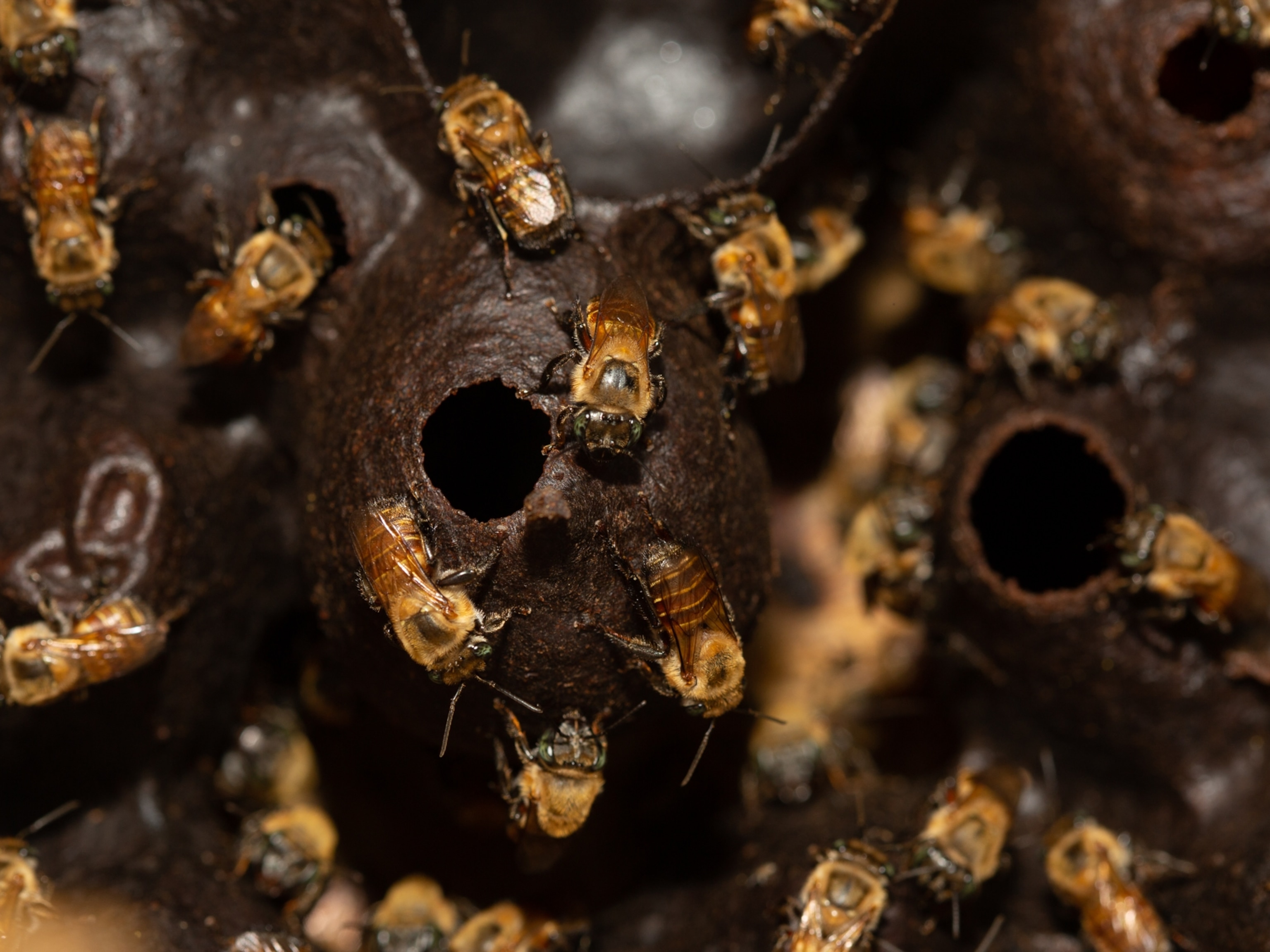  stingless honeybee