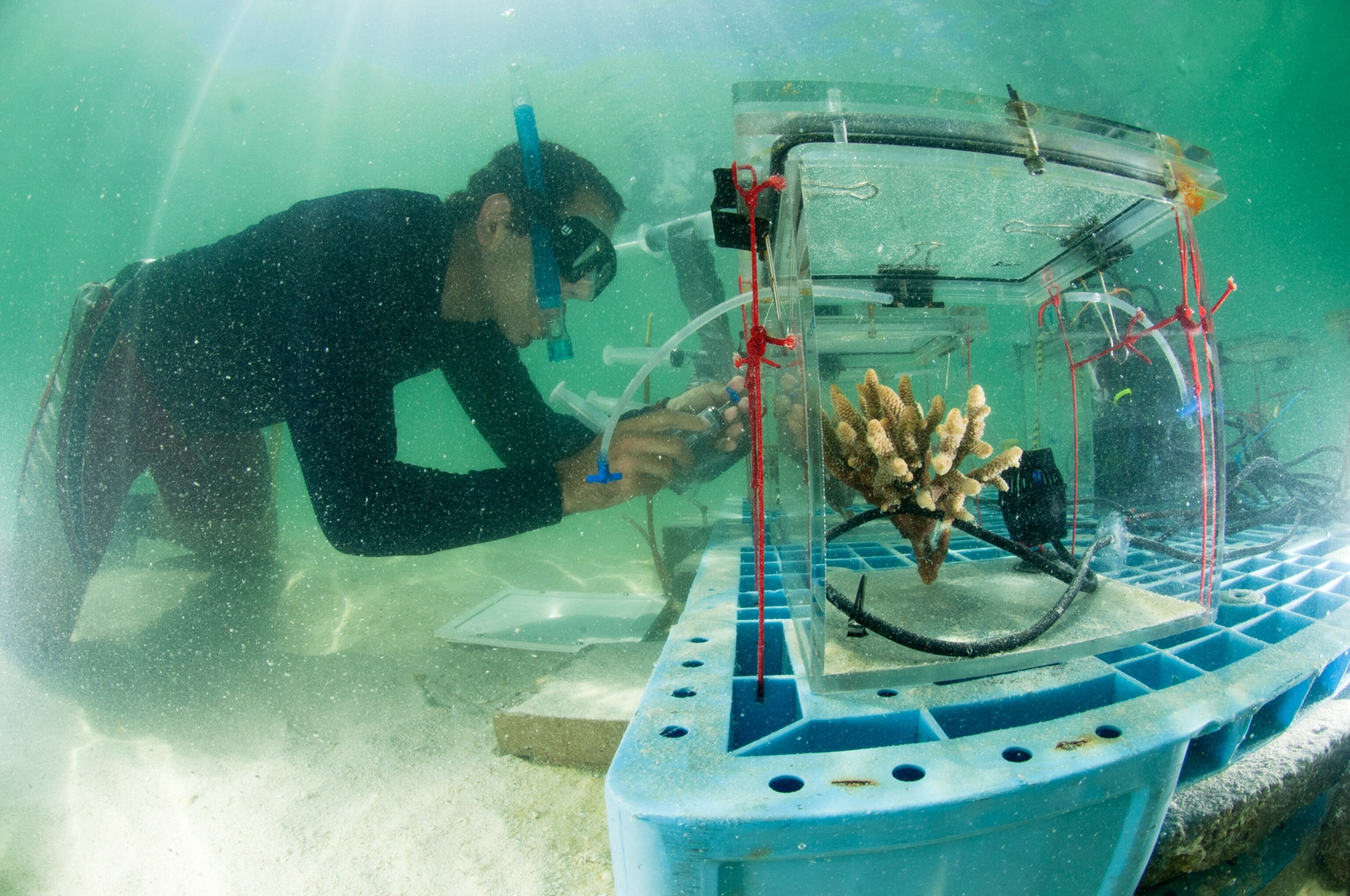 A diver measures carbon dioxide uptake in the Great Barrier Reef.