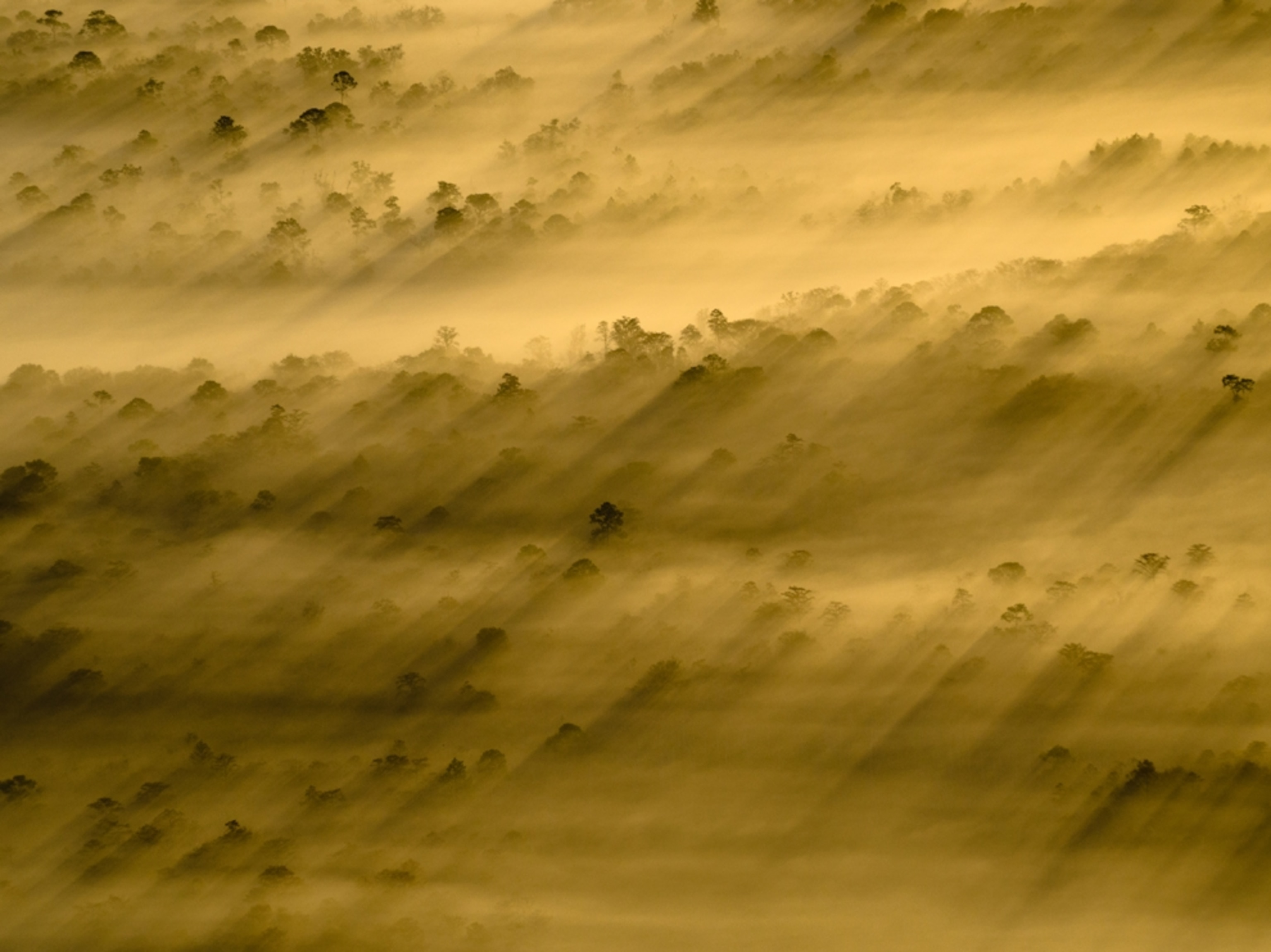 Aerial picture of longleaf pines in Ocala National Forest, Florida