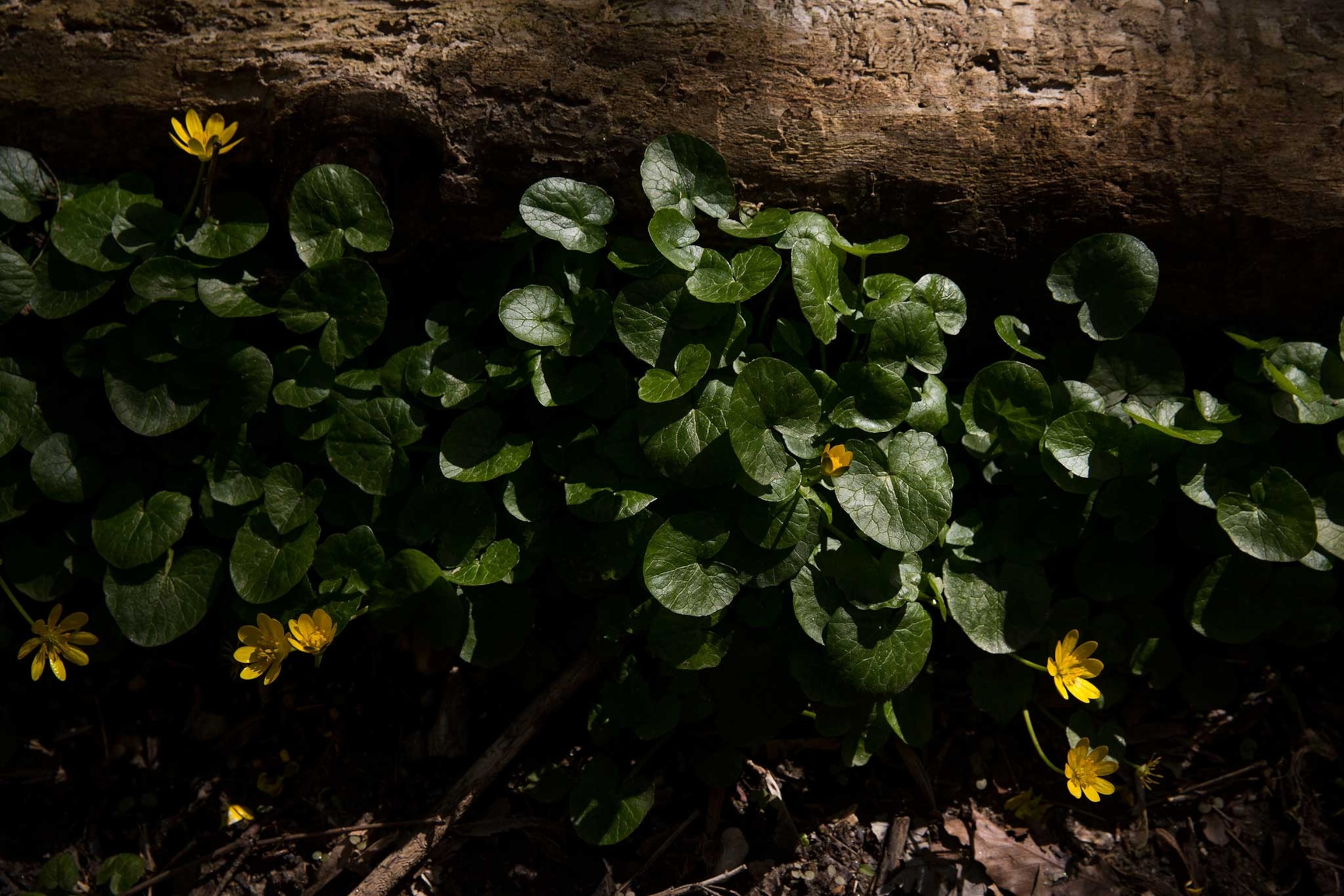 Celandine