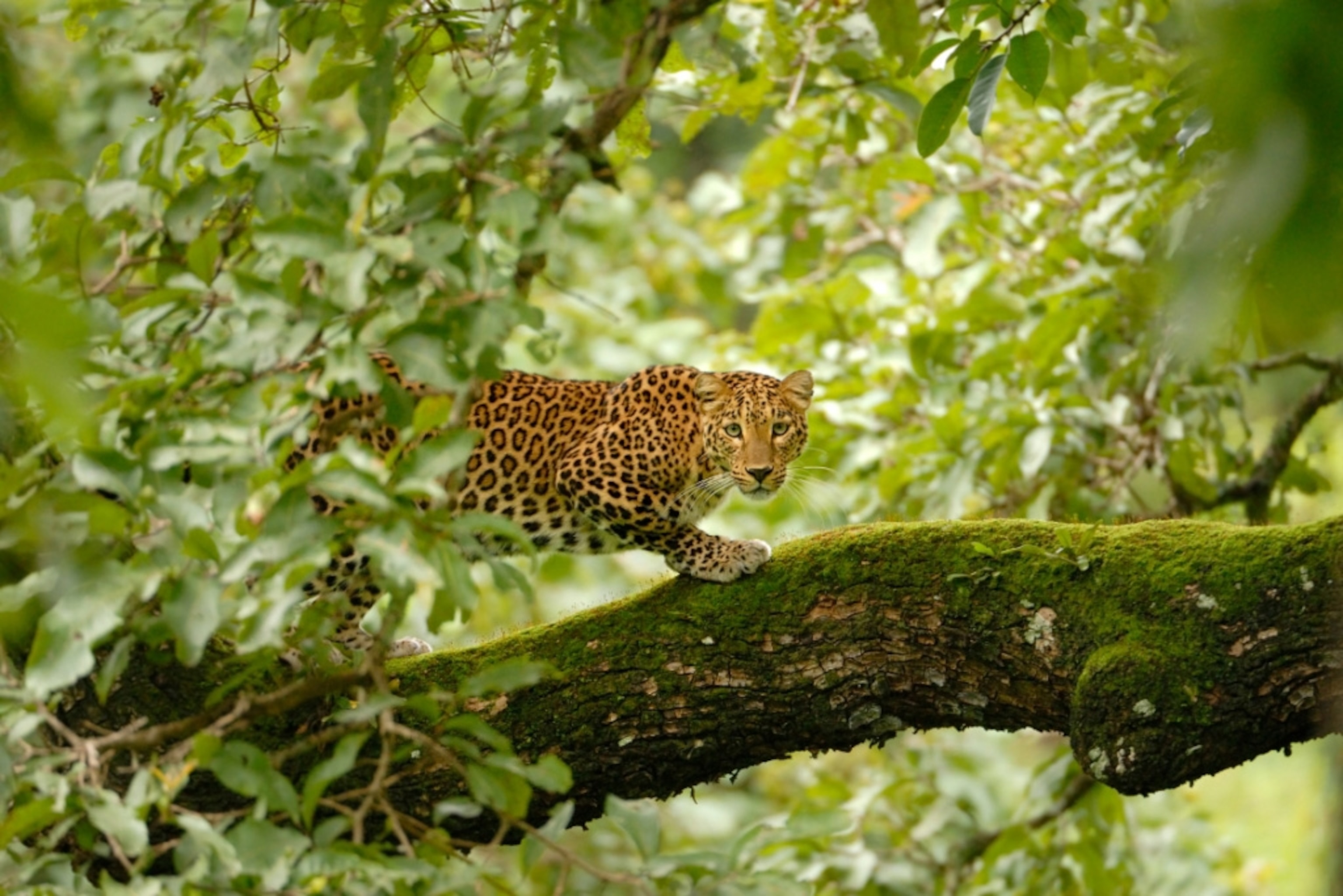 a leopard in India
