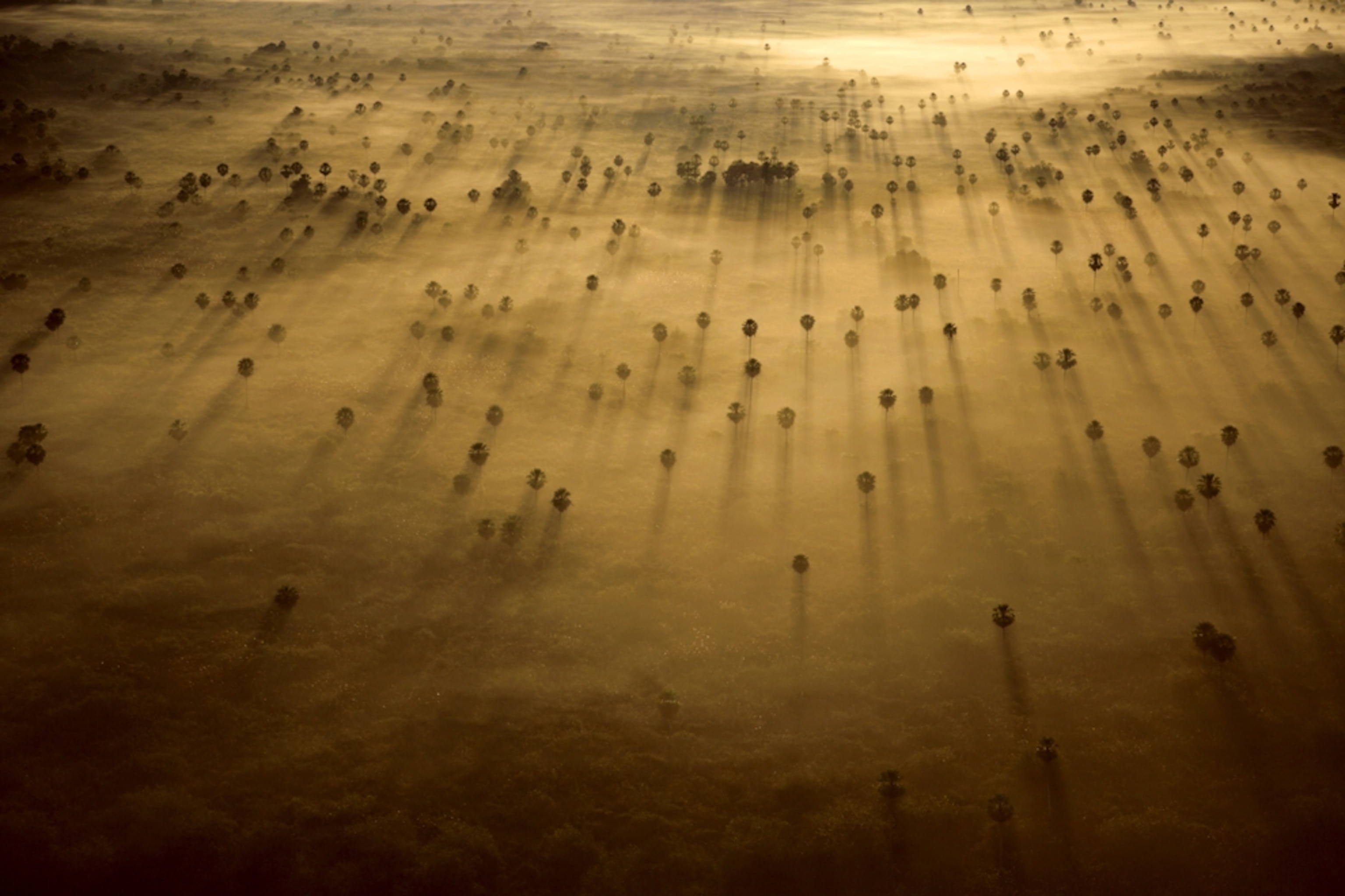 palm trees surrounded by morning mist, Brazil