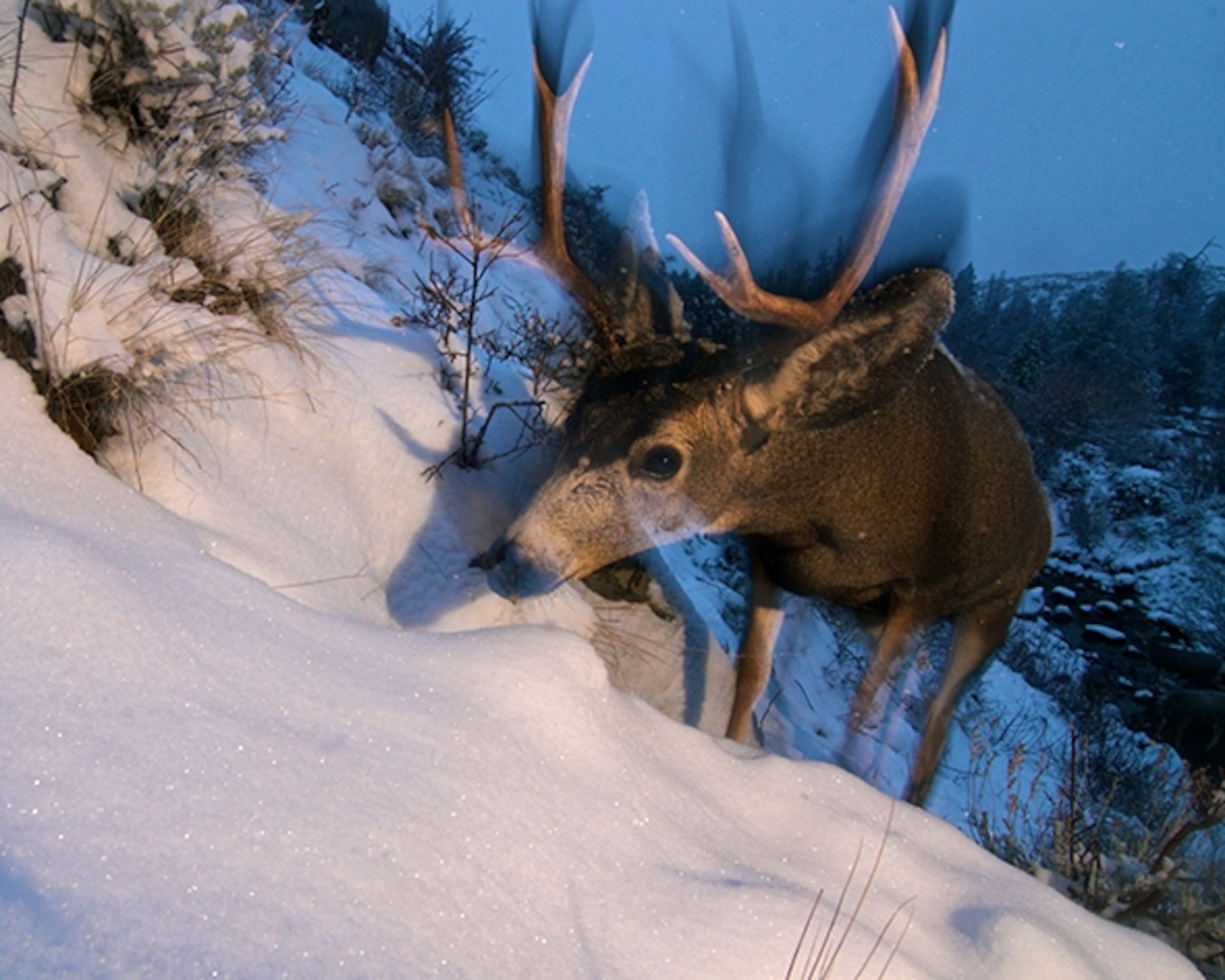 An image from the Mule Deer Migration Project, Western Wyoming  Red Desert to Hoback Migration 2012-2014; Photograph by Joe Riis Photographer - Joe Riis Wildlife Ecologist - Dr. Hall Sawyer