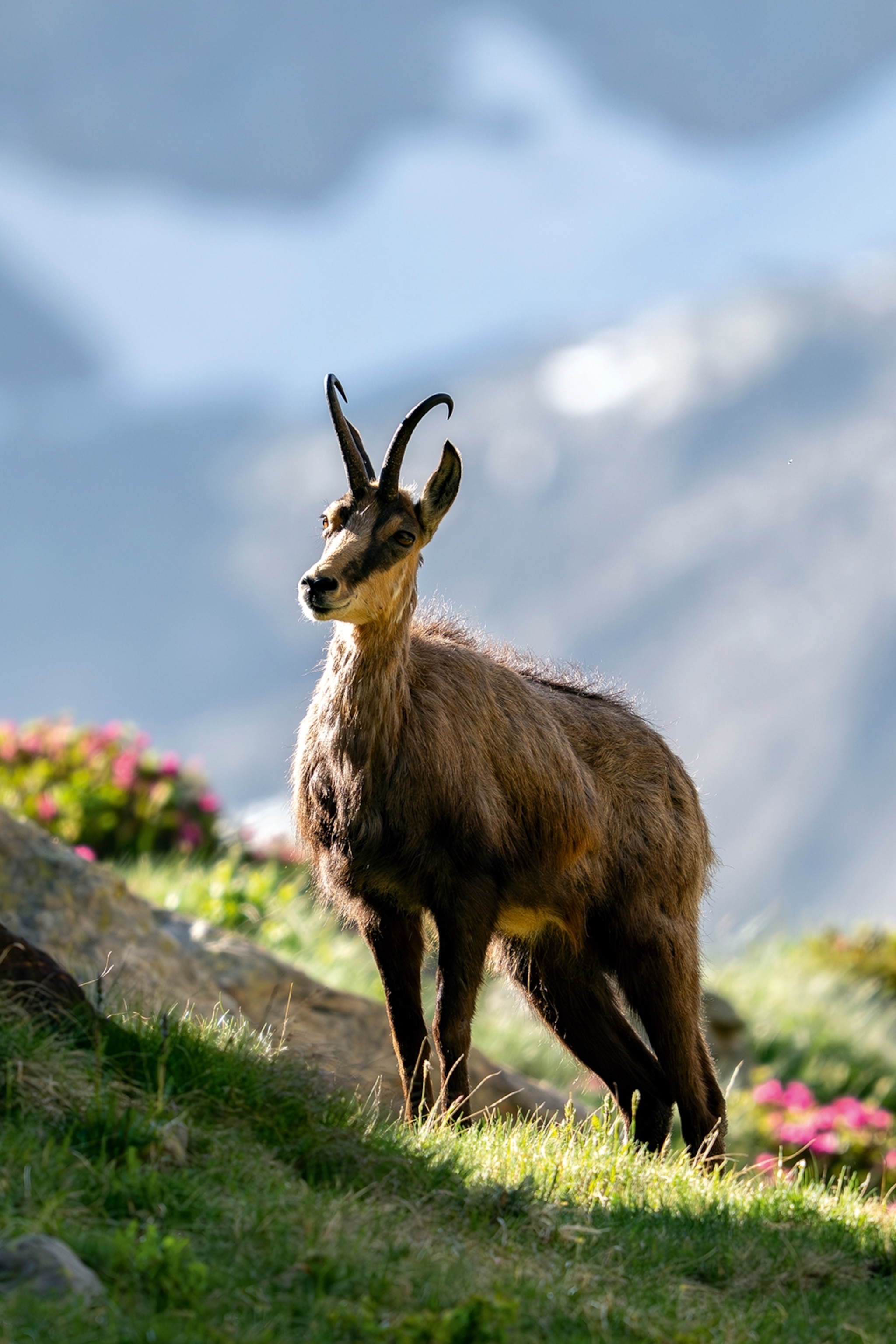 An Alpine goat with horns, proudly posing on the side of a sun-lit hill.