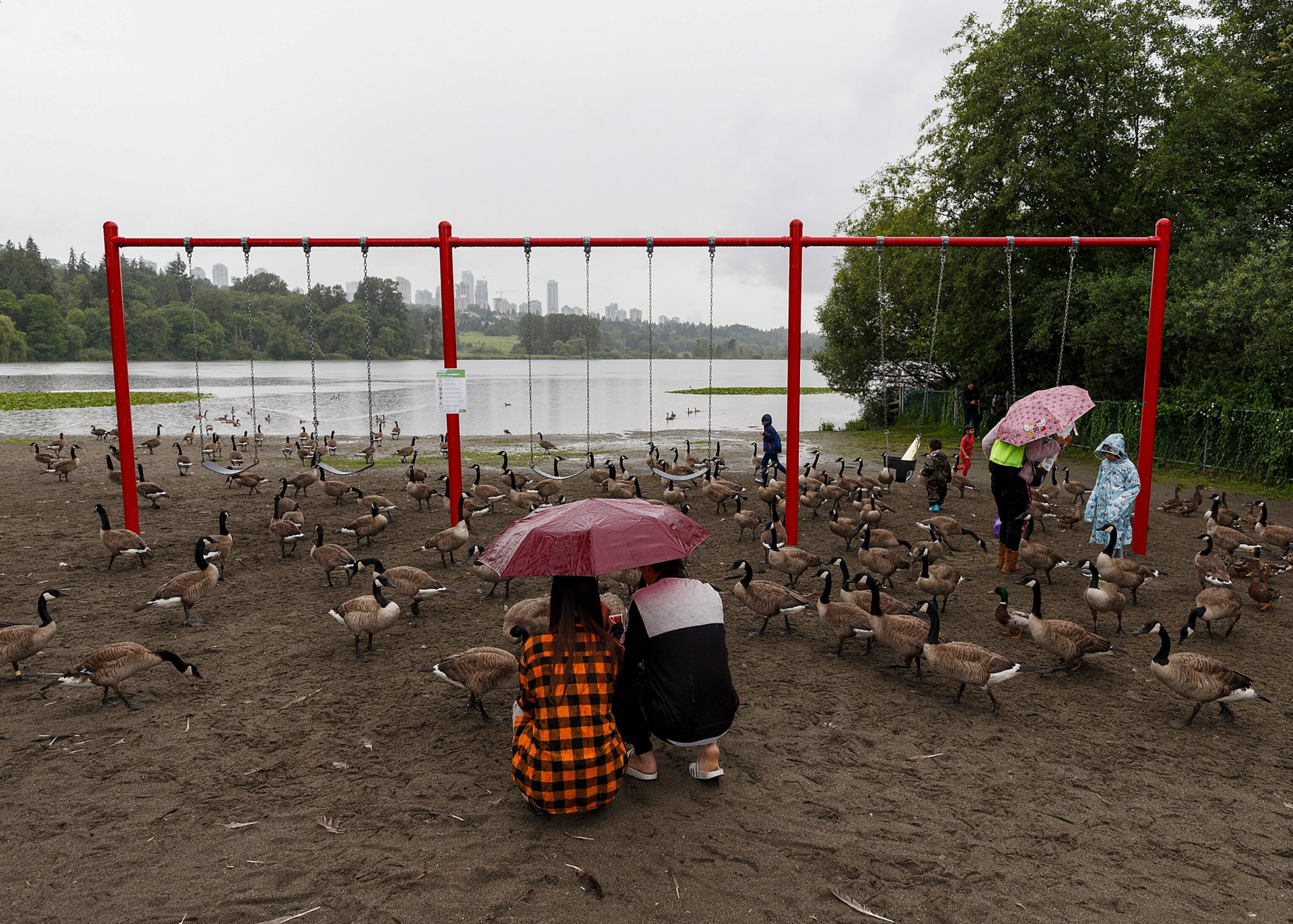 two people crouched in front of a swing set surrounded by geese